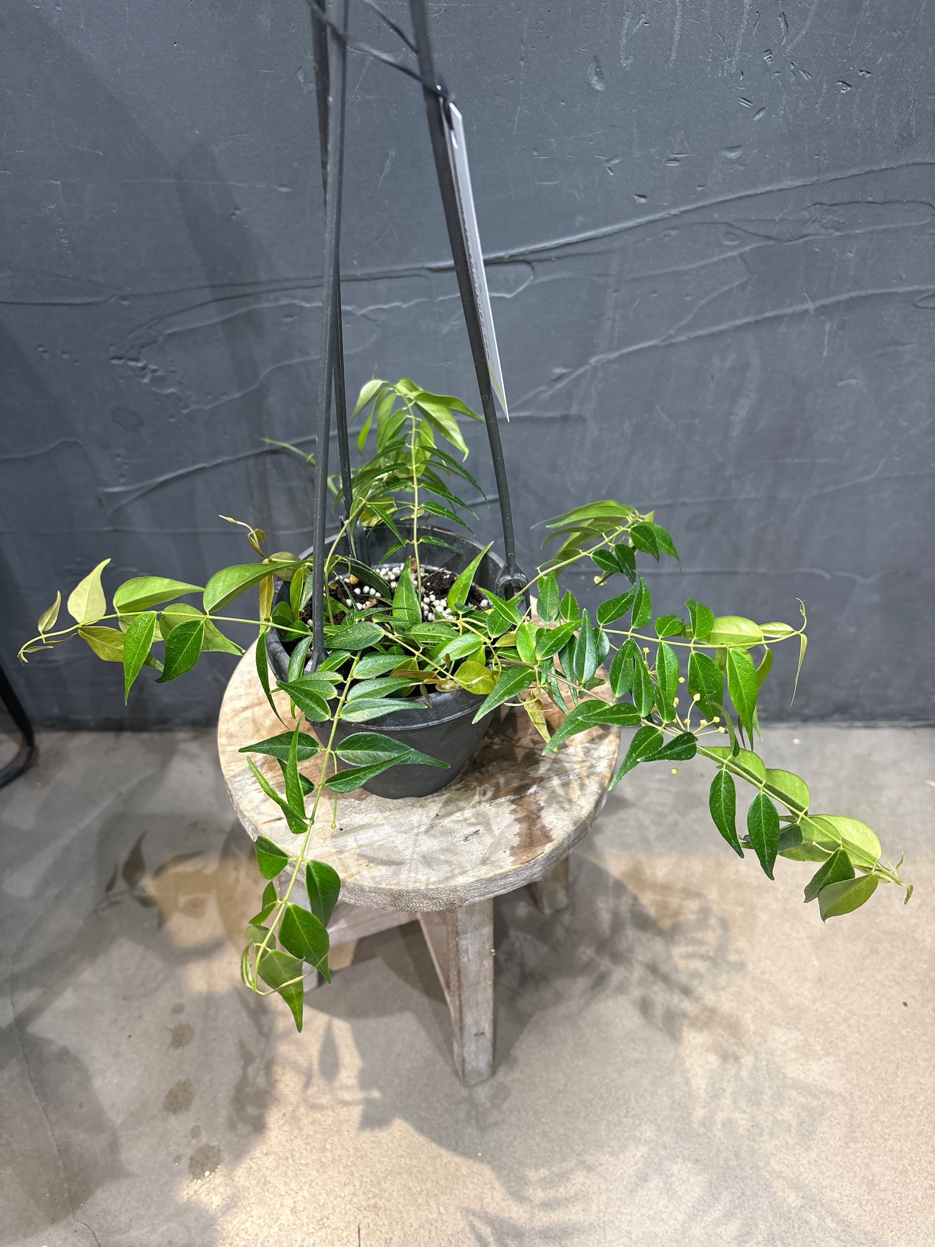 MIDORIYA 観葉植物専門店