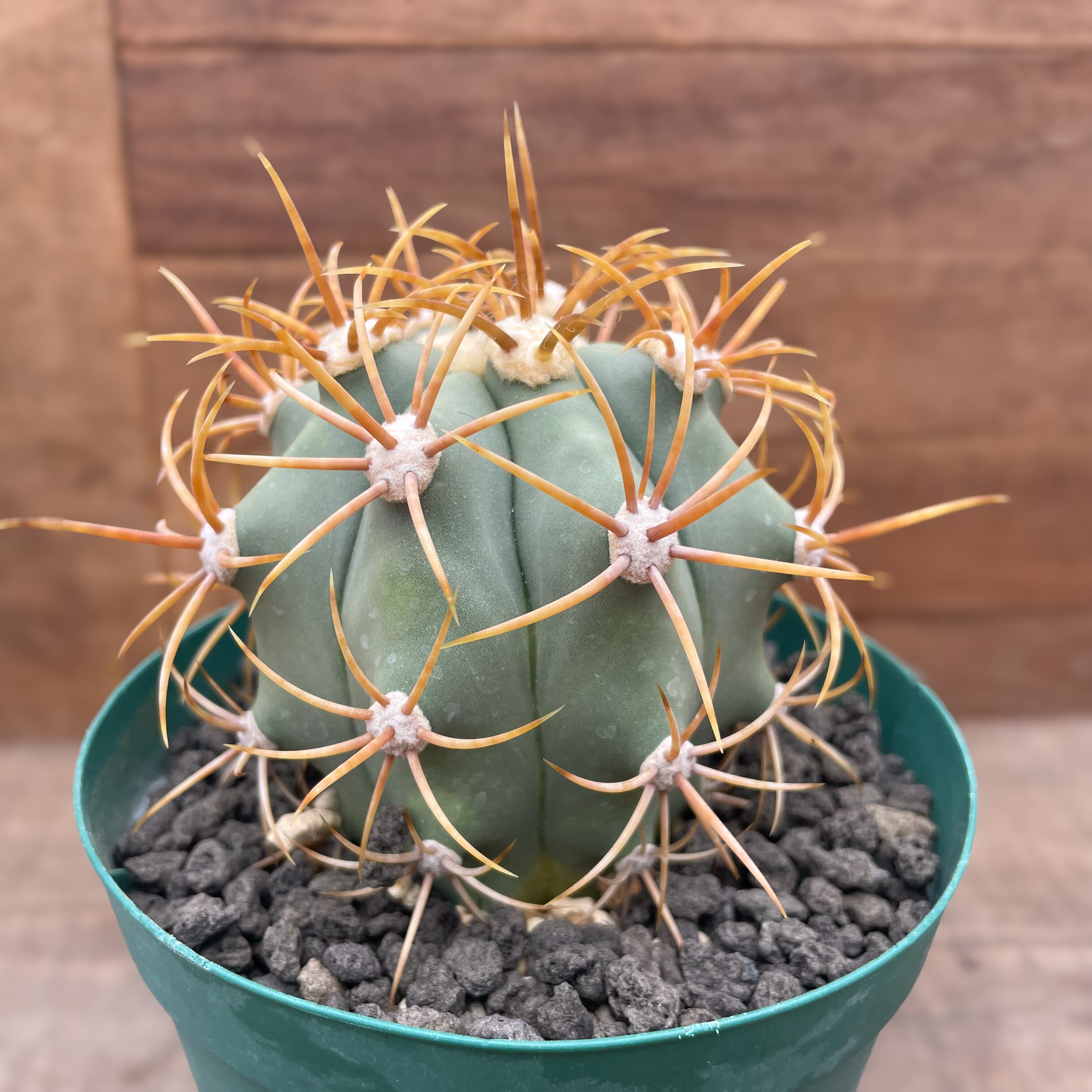 多肉植物）一点物 サボテン オルテゴカクタス マクドガリー 2．5号