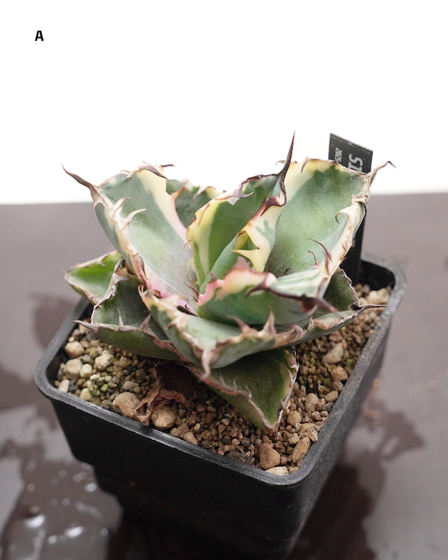 鉢植え アガベ BB錦 Agave titanota 'Blue Diamond' 鉢植え アガベ BB錦 Agave titanota 'Blue Diamond'