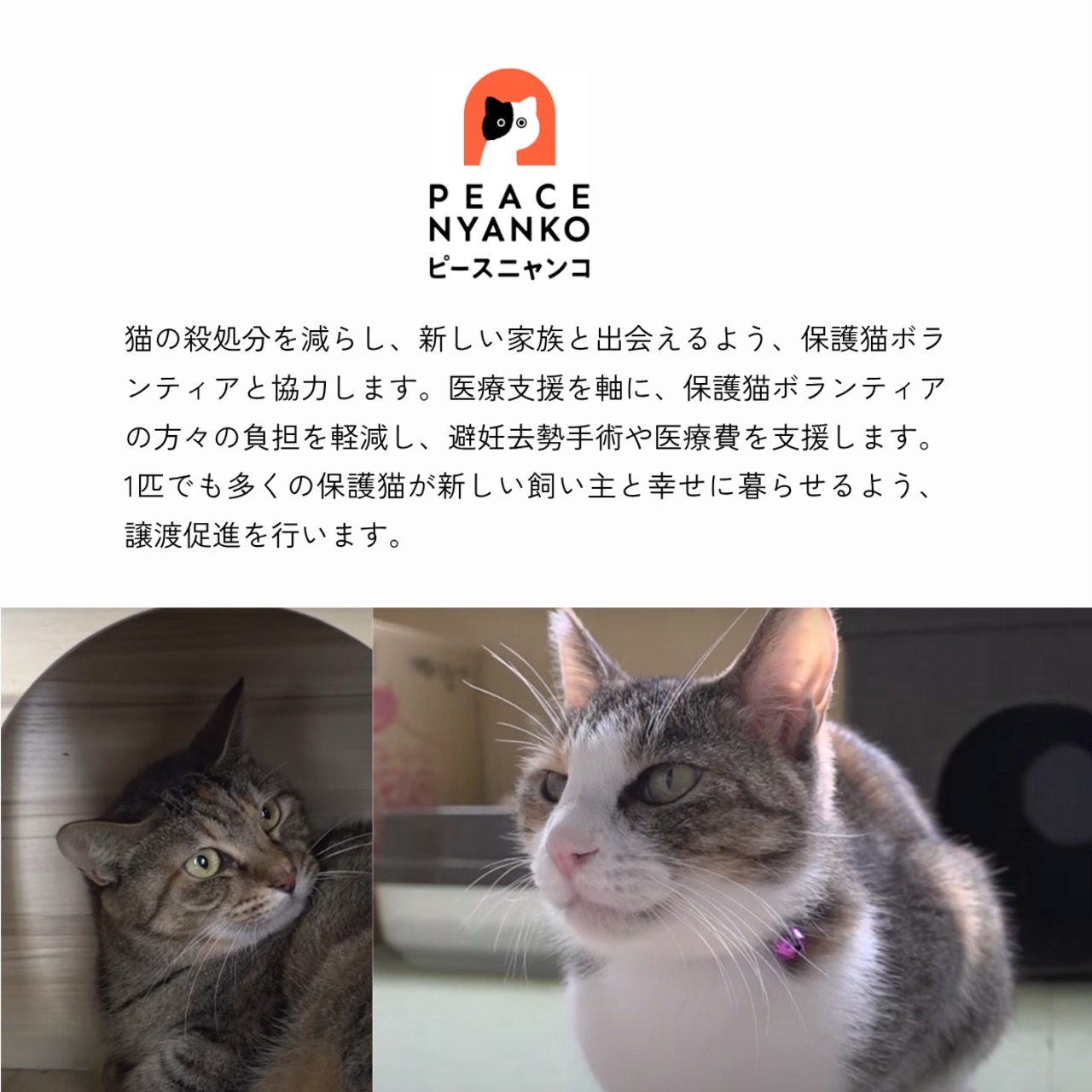 【みんなでつくるシリーズ】KIFU TEA 和紅茶3