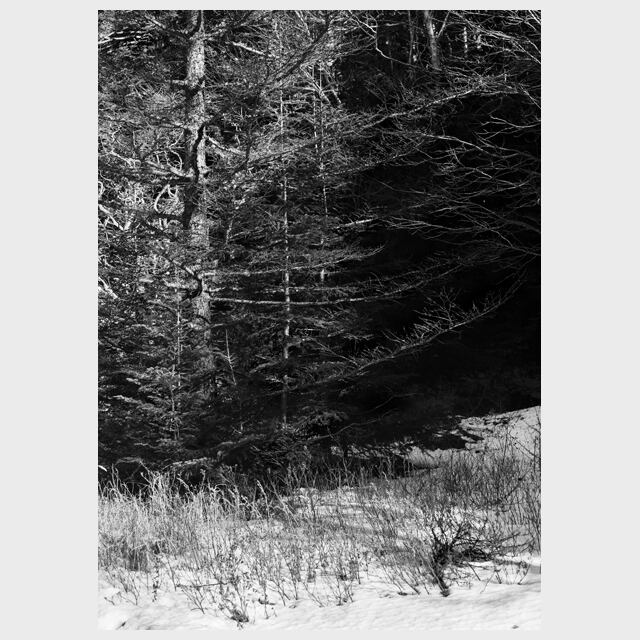 Winter Forest ] | おしゃれなアートポスターはここ！ULMUS