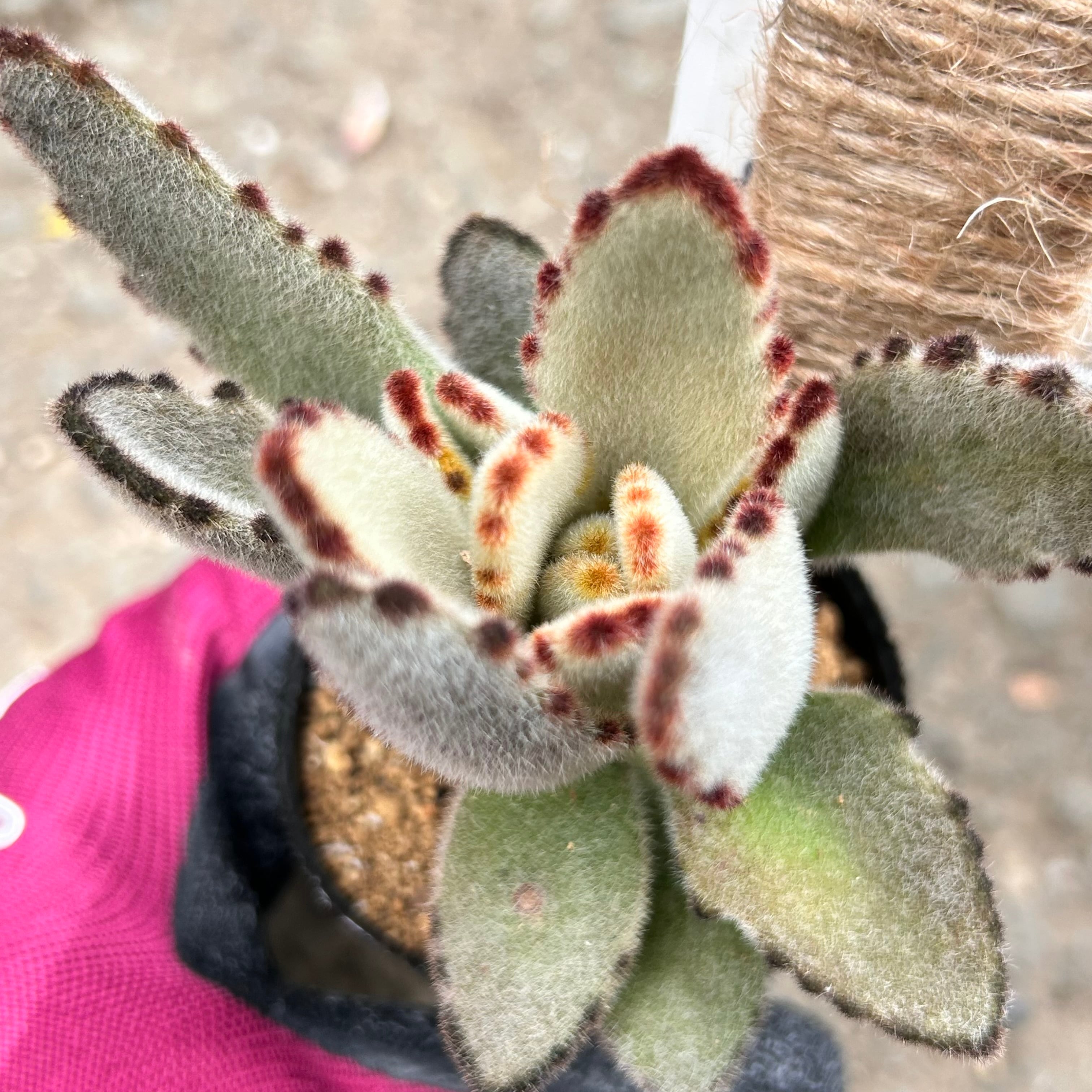 ミモザ(セダム) | RuPo 多肉植物専門店