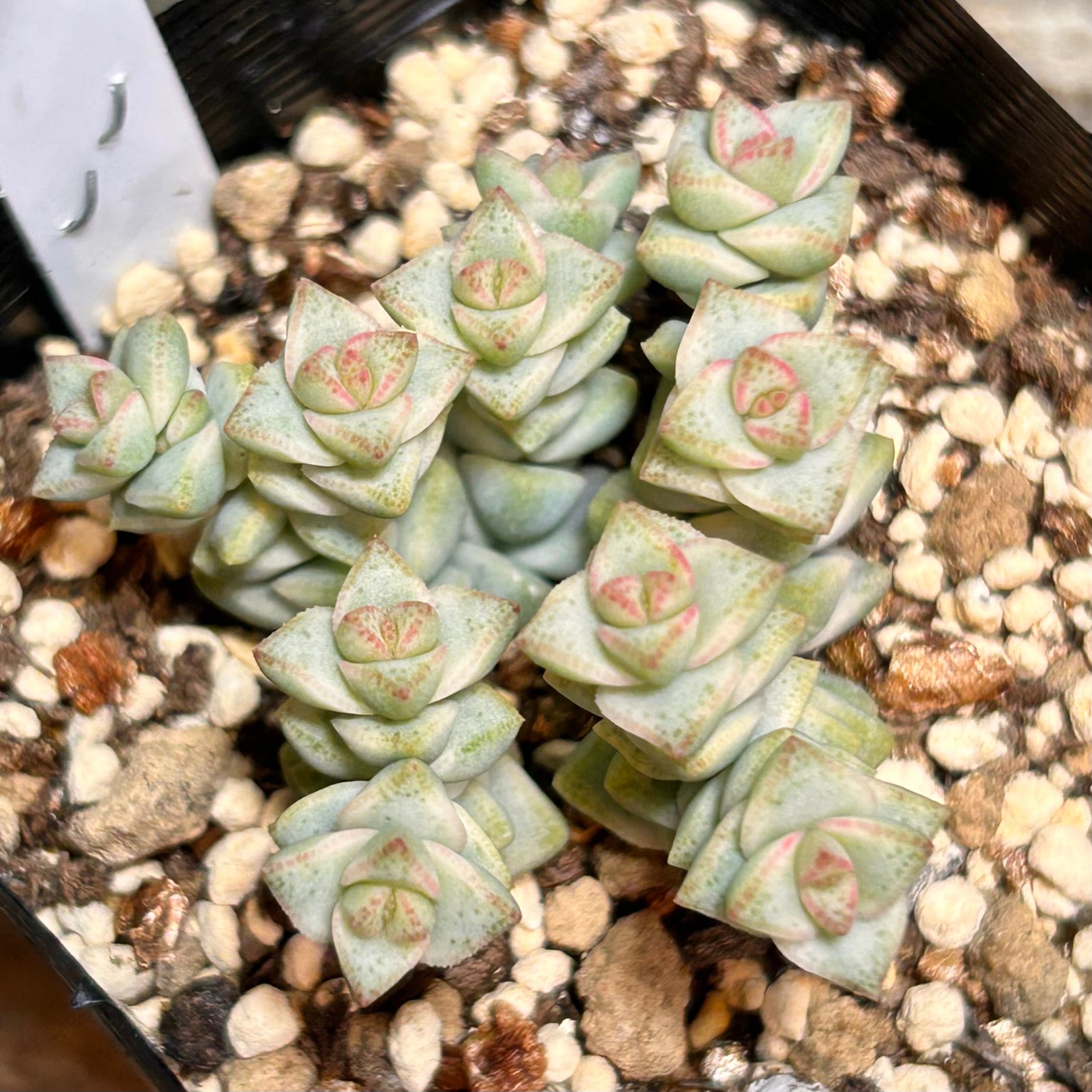 月錦 | RuPo 多肉植物専門店