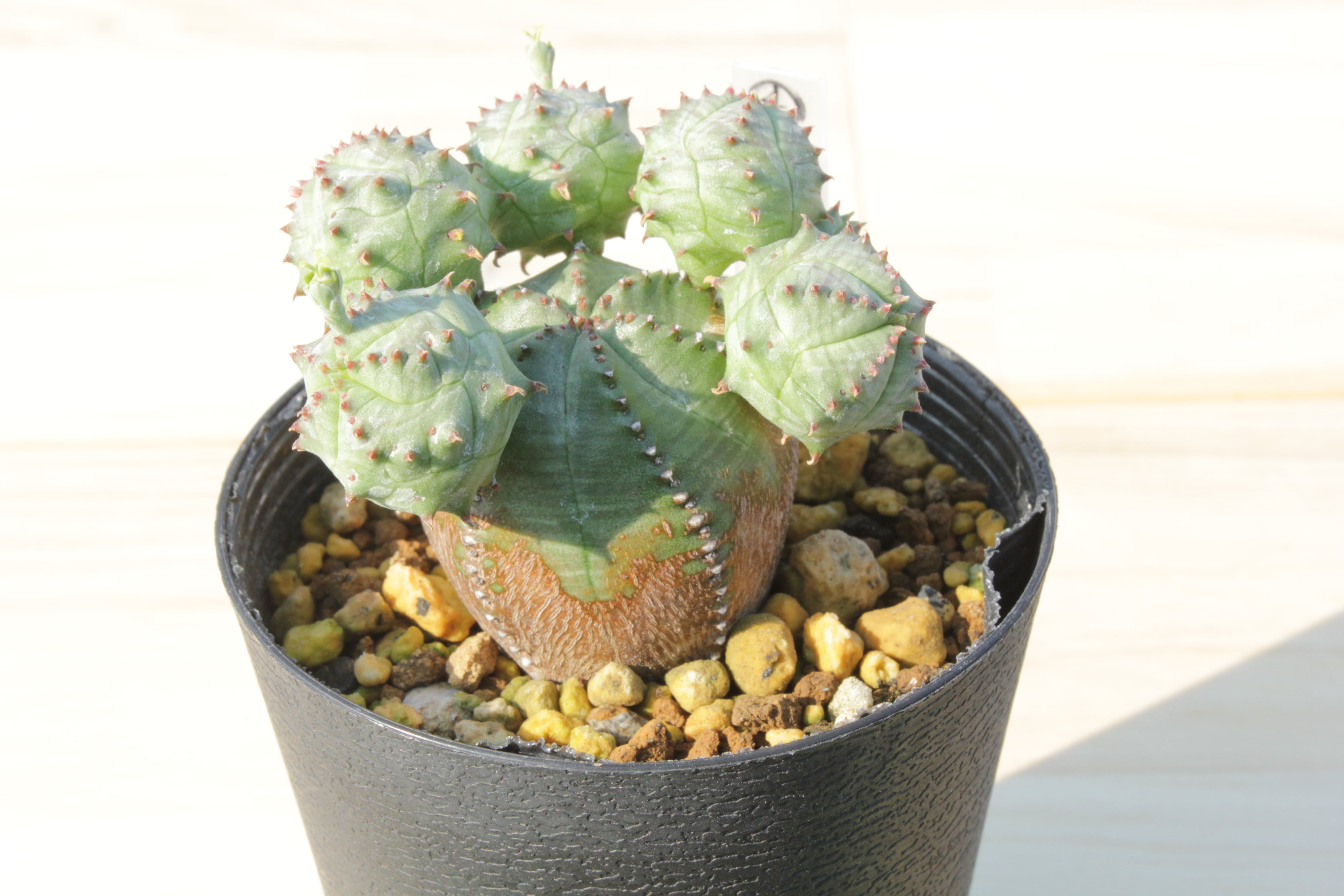 ユーフォルビア・オベサブロウ ⑭ 子株付き（抜き苗発送） | Pay ID