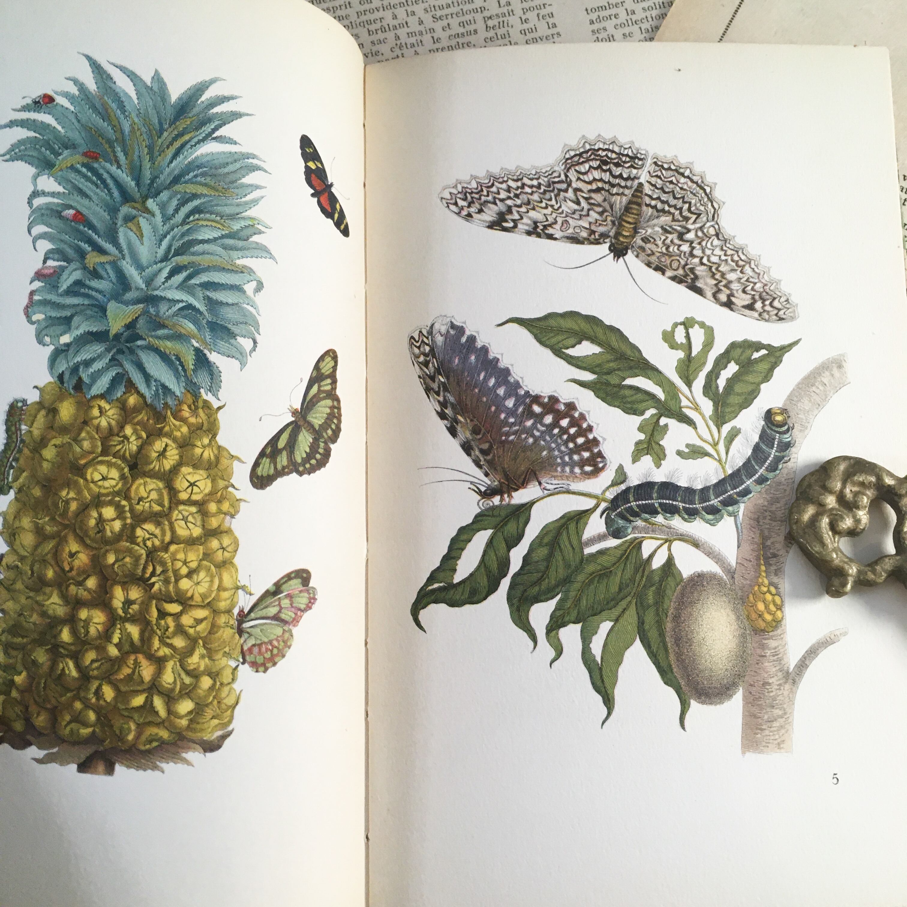 インゼル文庫 351番 熱帯植物の図鑑 ドイツ 古書 欧州アンティーク雑貨 べるりんのーと