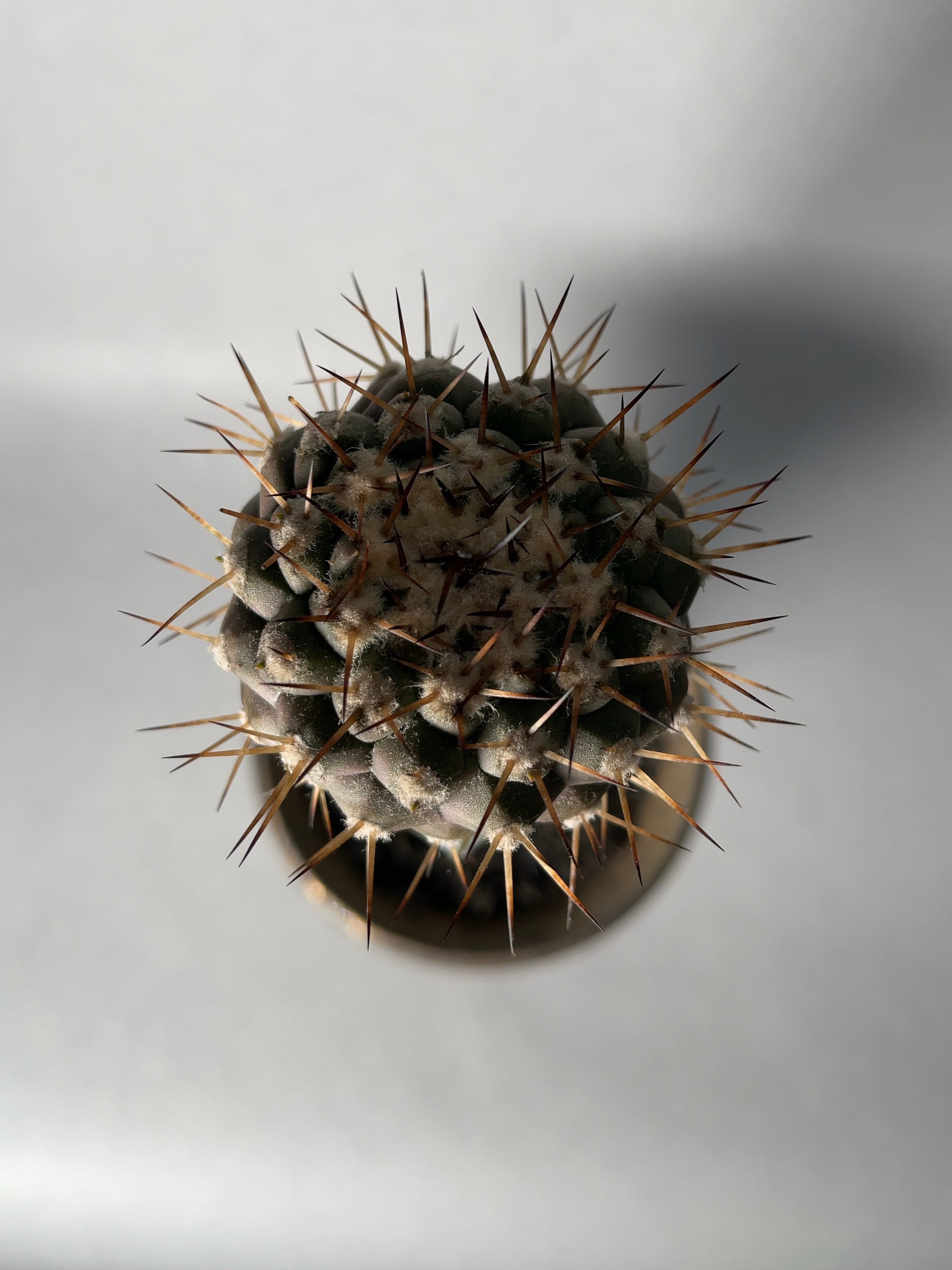 コピアポア・黒王丸 | trigger