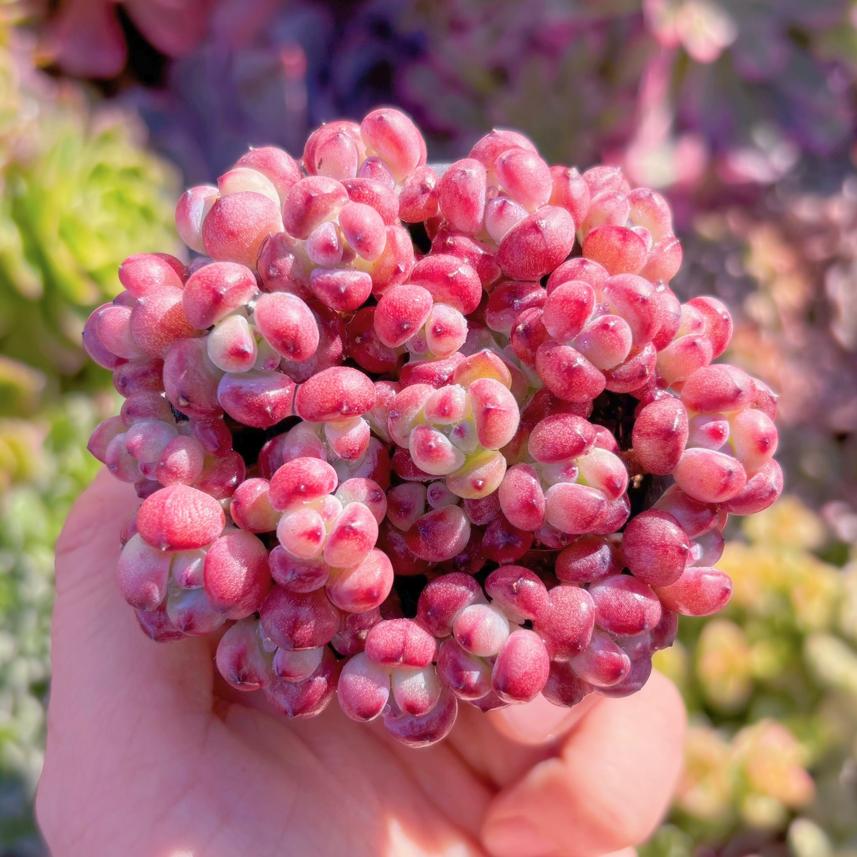 多肉植物　commixtum　在庫僅少　新入荷　るる農園