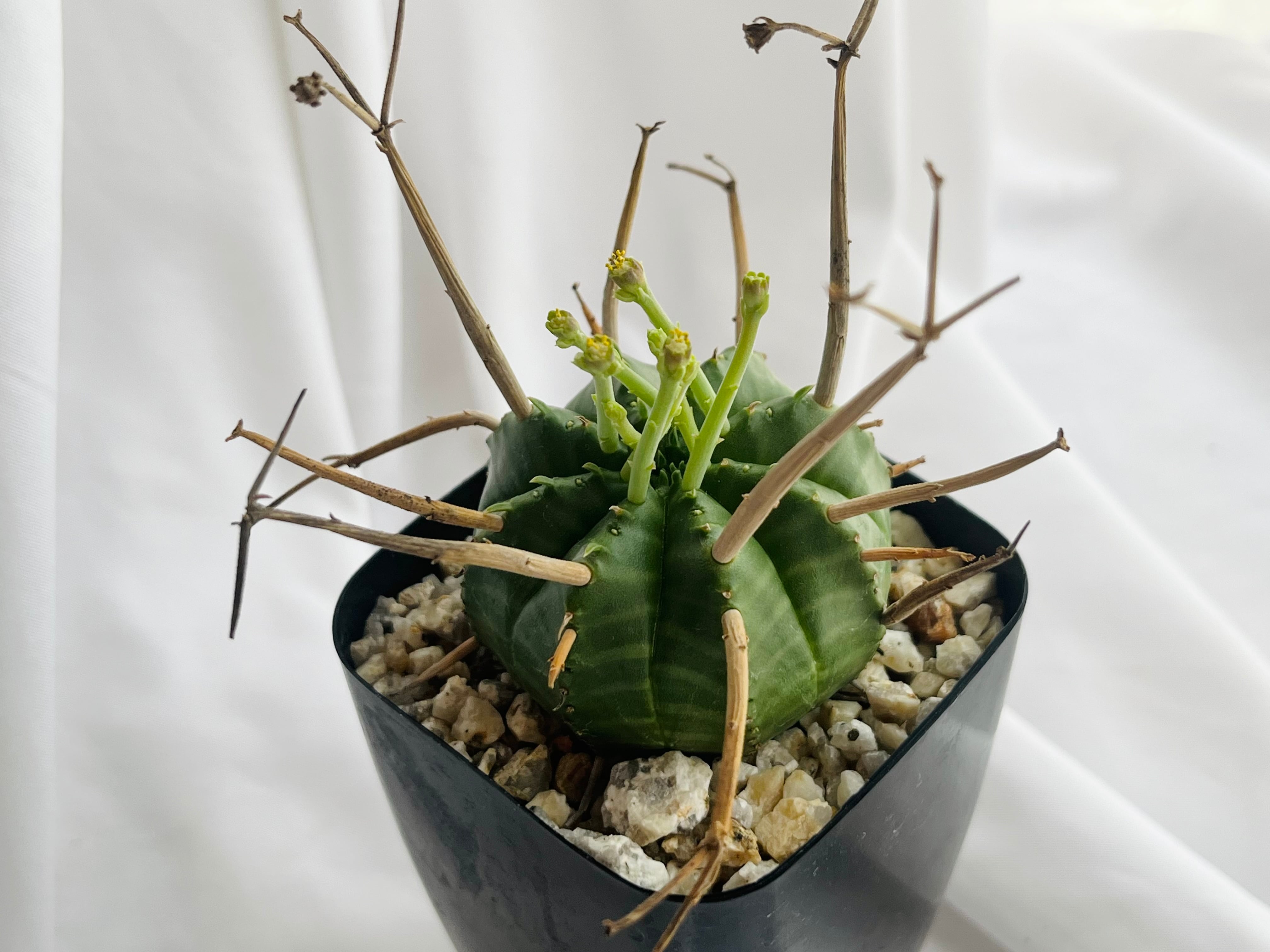 Euphorbia valida ユーフォルビア バリダ 強刺選抜 多肉植物 | plants