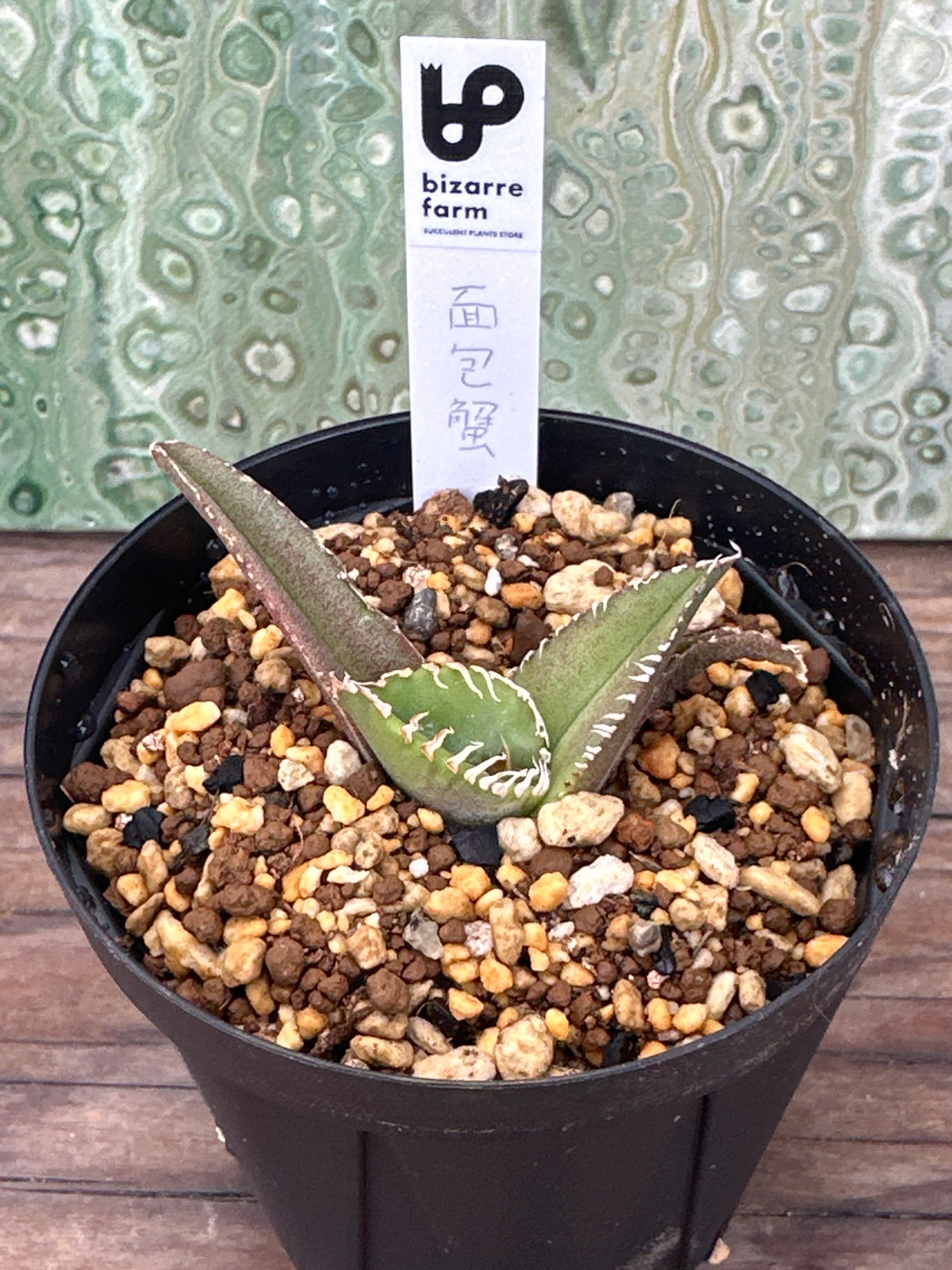 アガベ面包蟹 | bizarrefarm