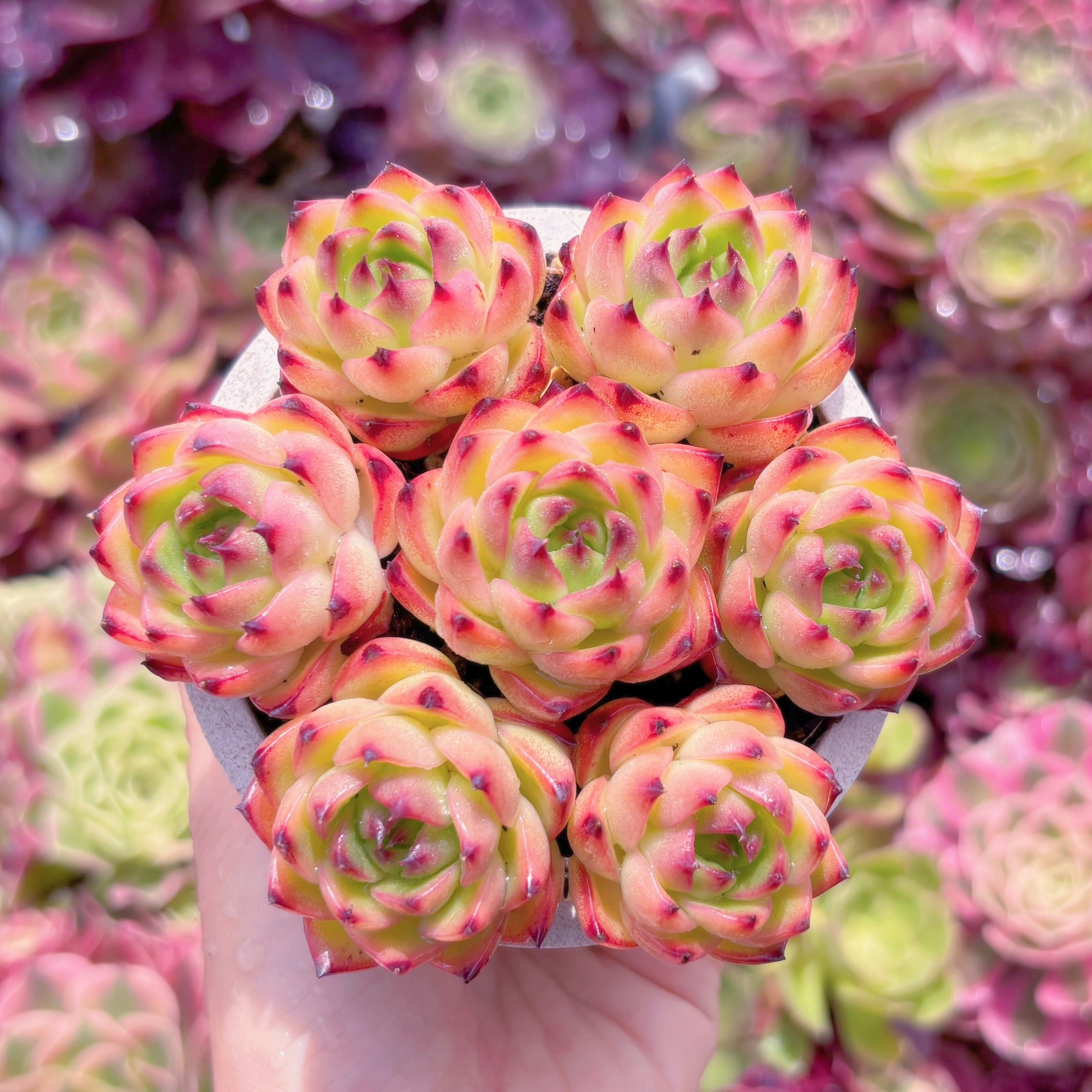 多肉植物　Moon Stone(7苗)　新入荷　るる農園
