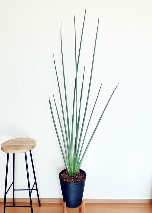 《希少》ストレリチア ユンケア ノンリーフ 観葉植物 大型 calm cafe