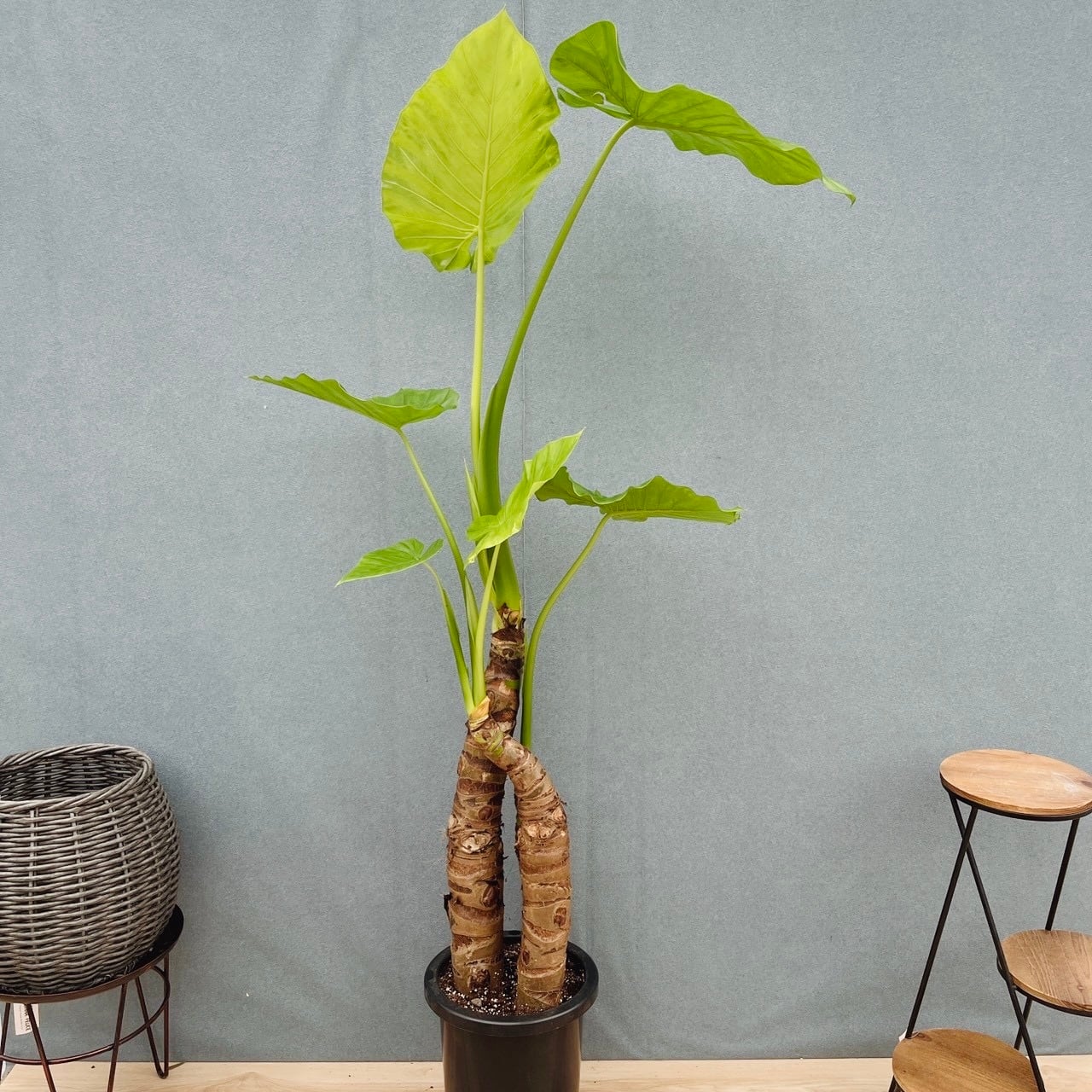 現品］【希少】H クワズイモ 8号 観葉植物 室内 大型 綺麗 おしゃれ