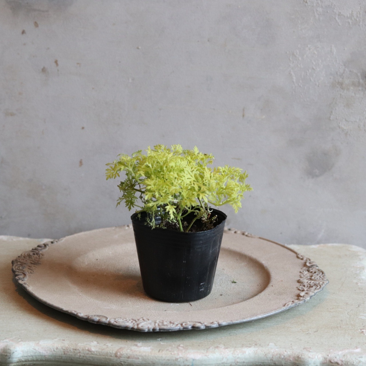 バーベナテネラ　オーレア　ライムグリーン　寄せ植えにオススメ　宿根草、爽やかな寄せ植えに