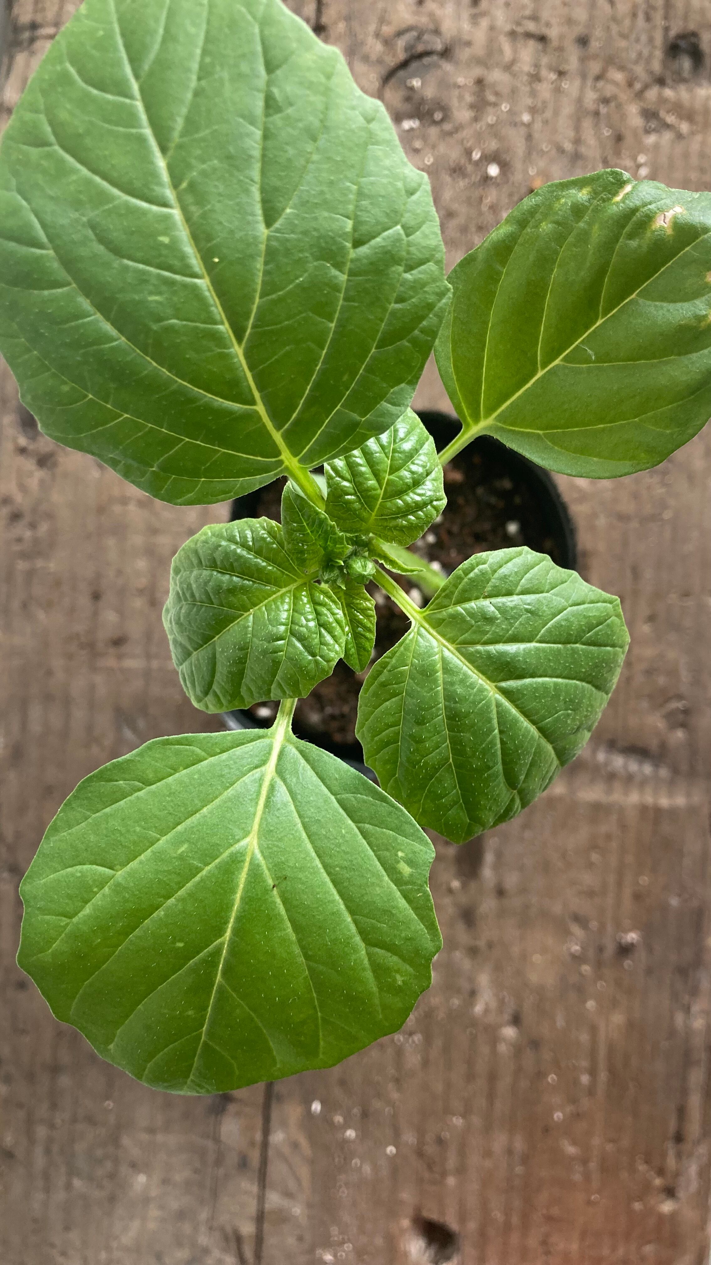 今期販売終了※トマティロ［TOMATILLOS］トマティーヨの苗【固定種