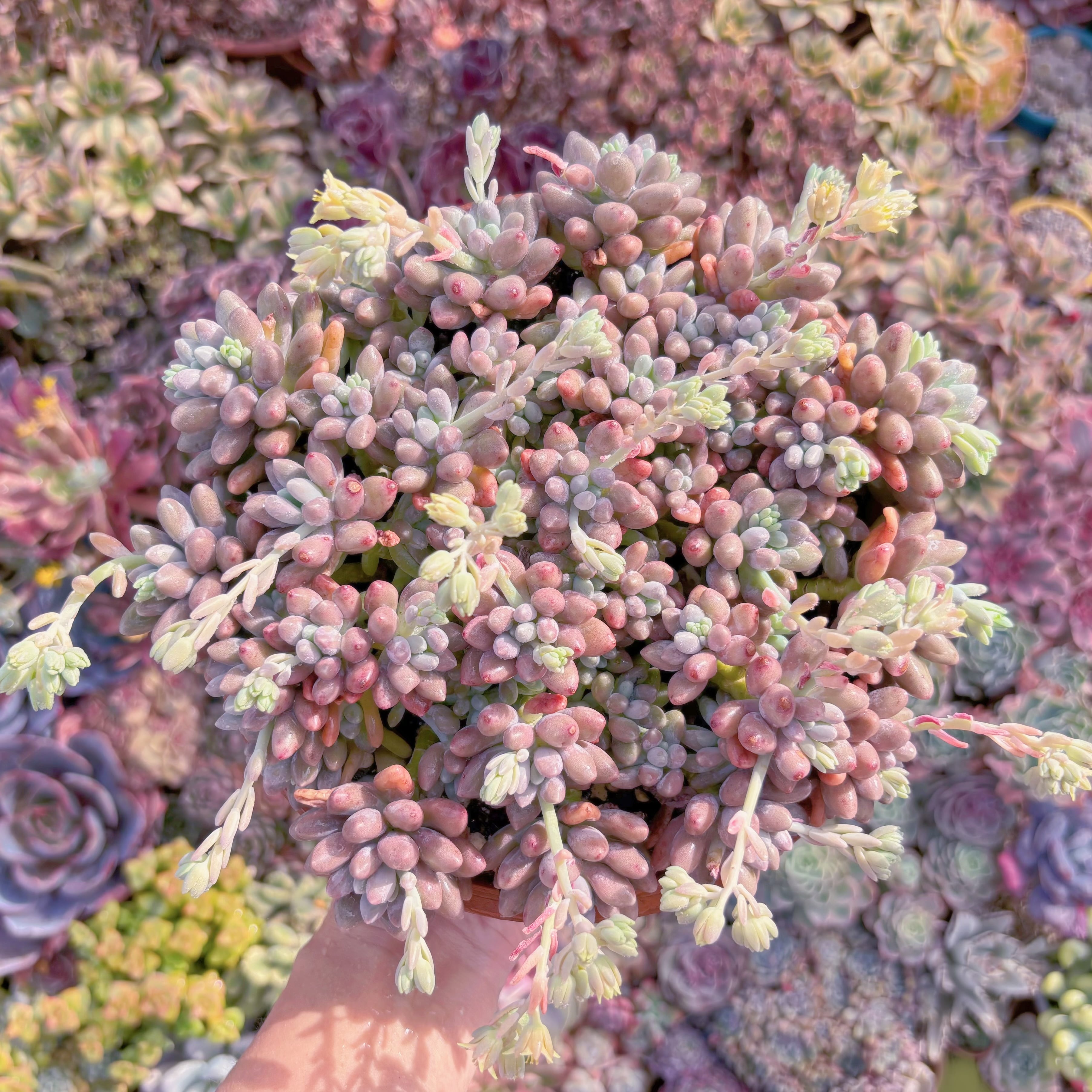 現品　エクスパトリマータxクレムネリア#E07　特特大群生　在庫僅少　新入荷　るる農園