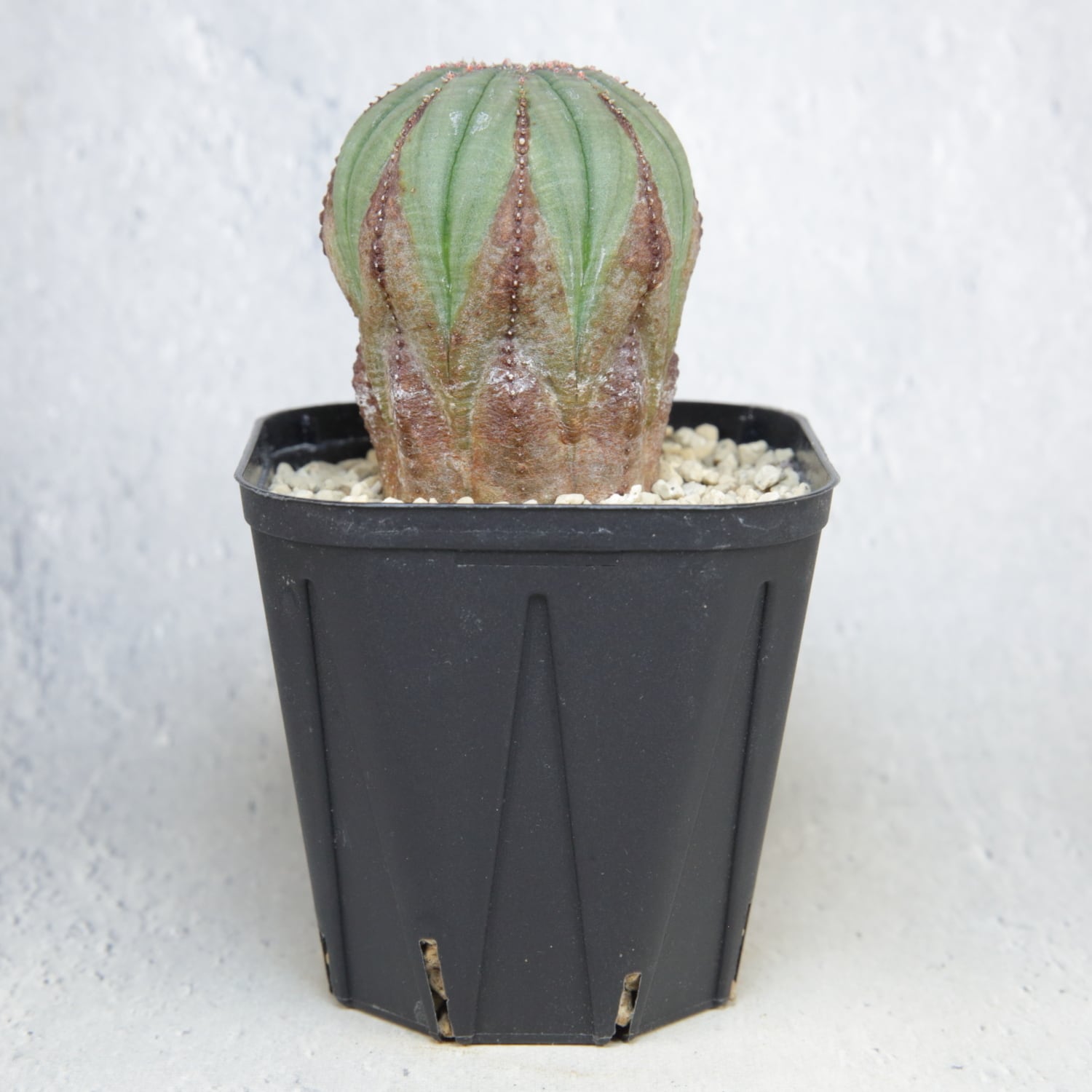 メス株 木質化 美模様 異型 オベサ / ユーフォルビア | LIGHTHOUSE