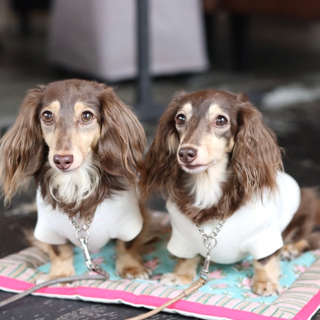 ぬいぐるみと喫茶フロアマットのセット 楽天市場】【 Sumikko グッズ 】 すみっコぐらし 王国観光 て