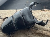 【WD】《ダイオウヒラタ 東ジャワ産 74mm ペア》