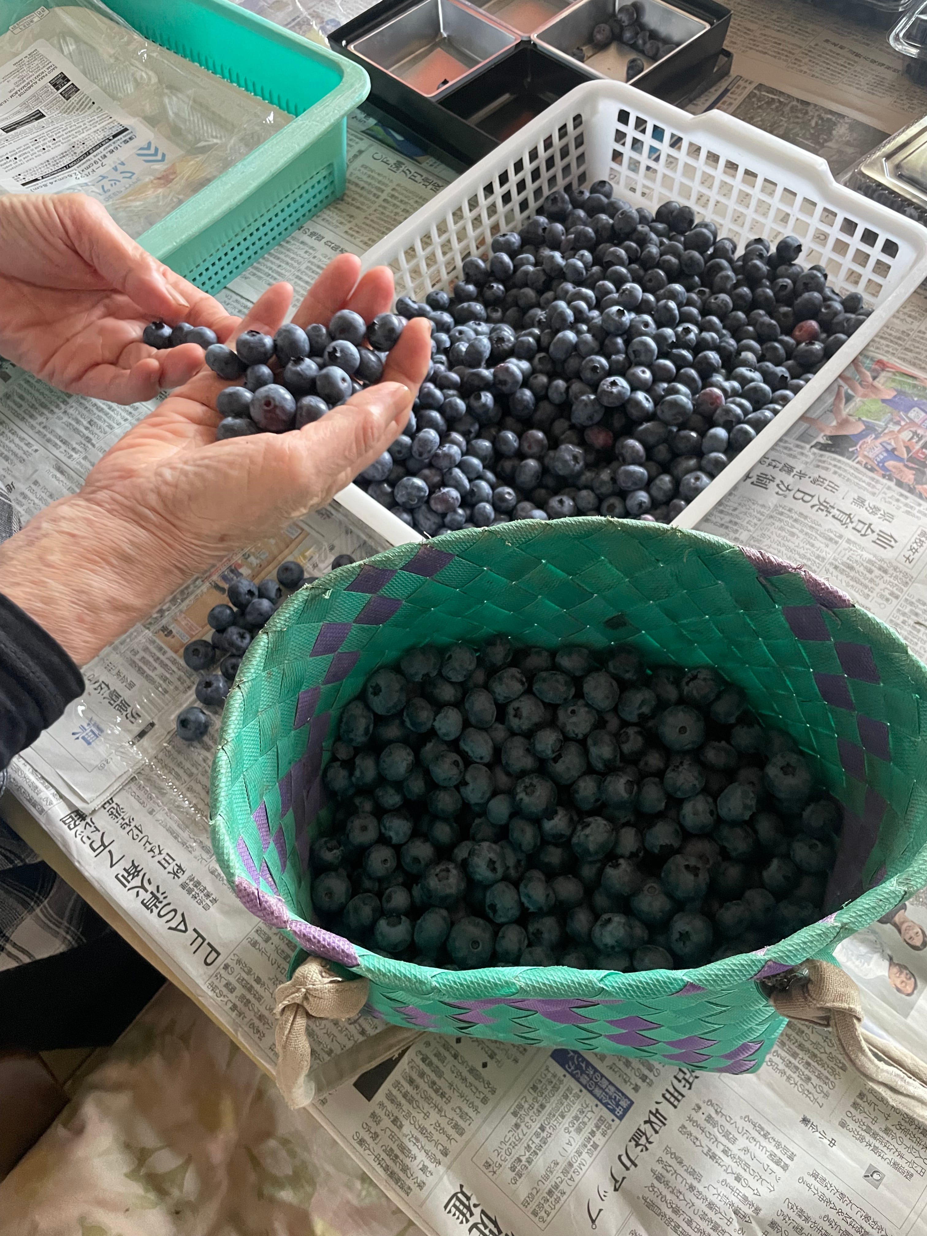 秋田県大仙市産 朝摘みブルーベリー 300g &コーヒーセット｜先行予約