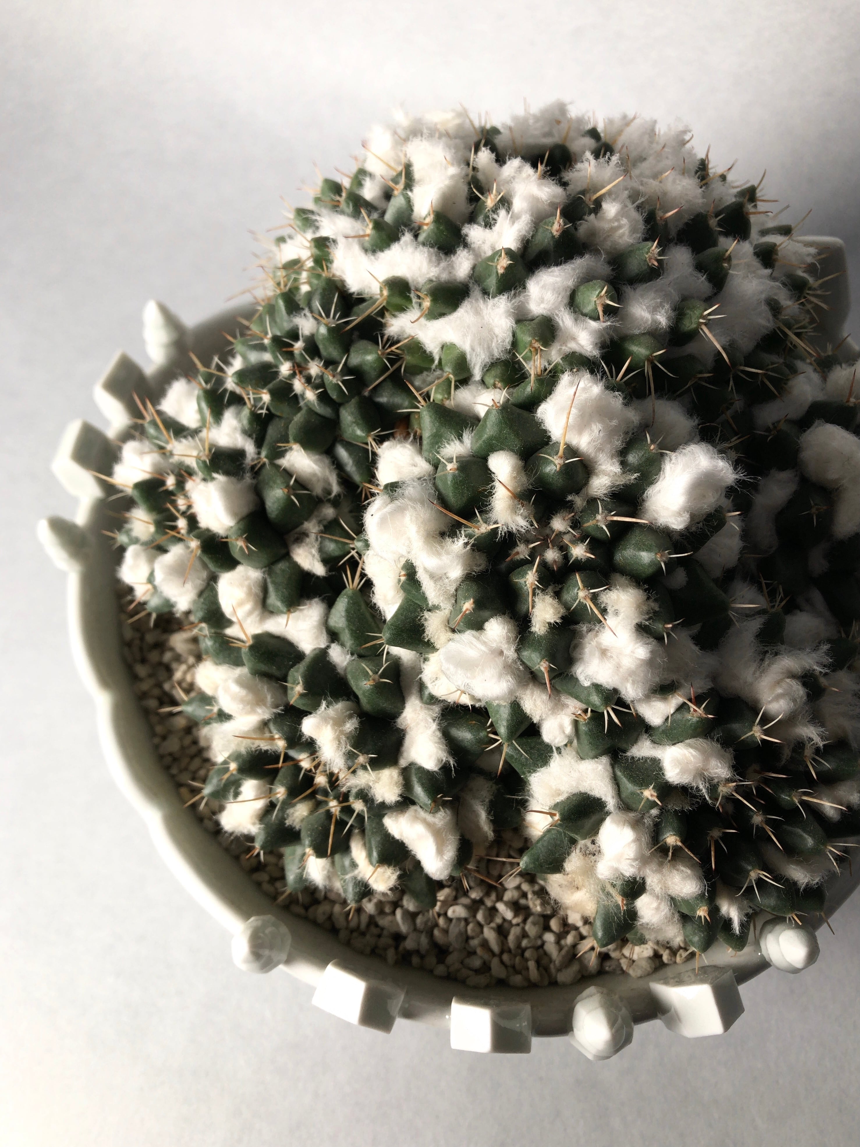 マミラリア・多毛ブカレンシス | trigger