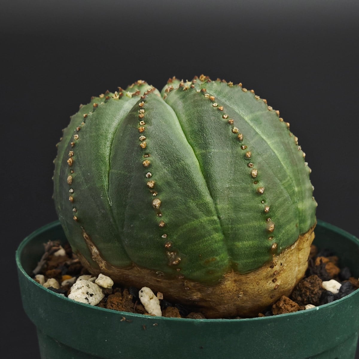 輸入苗)ユーフォルビア オベサ 2号（6cm 鉢） *0908 | Botanique
