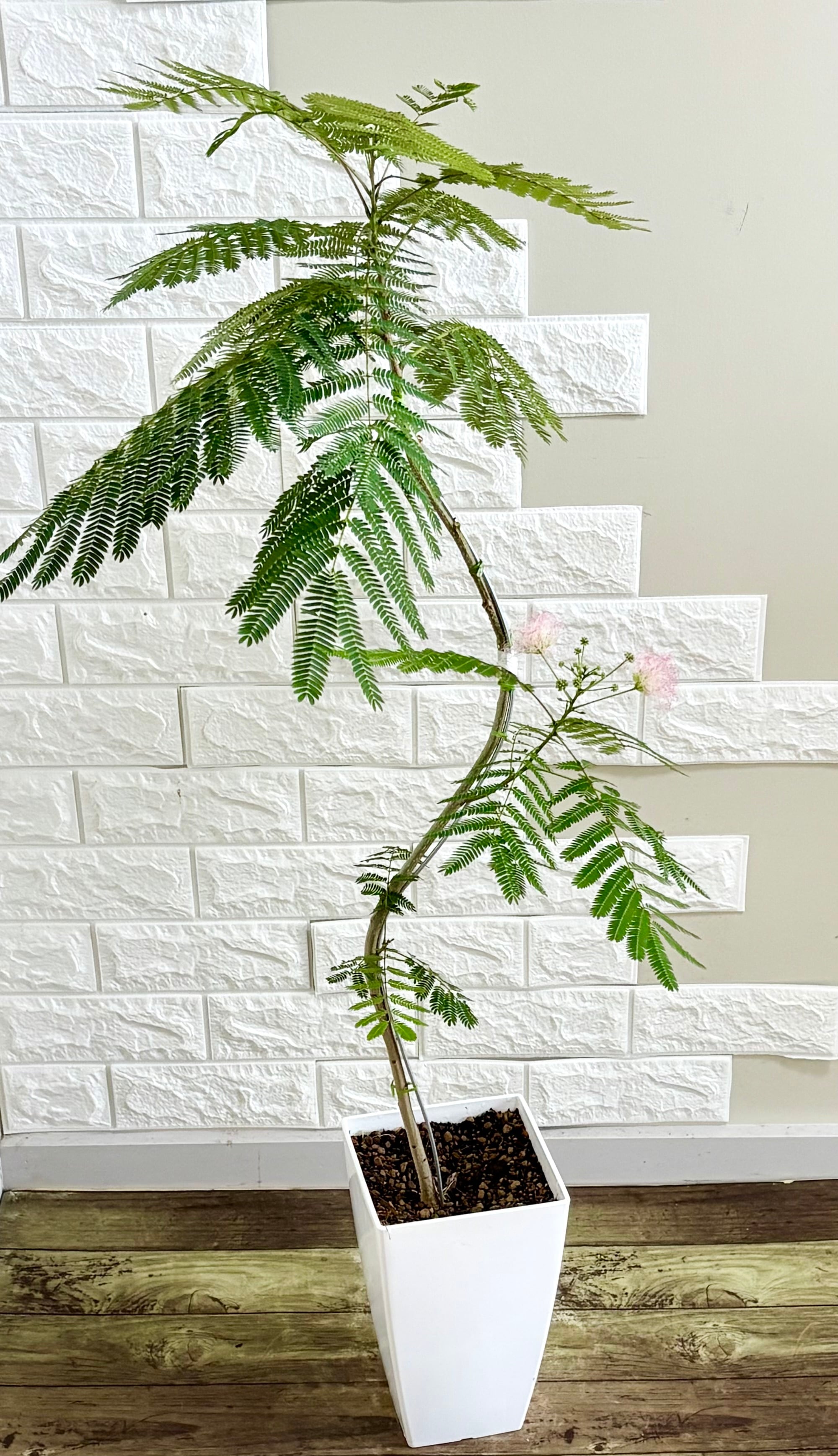 【現品】人気 エバーフレッシュ曲がり　螺旋樹形 7号鉢 観葉植物 現品】エバーフレッシュ 螺旋状曲がり樹形 7号鉢 観葉植物 | 観葉植物