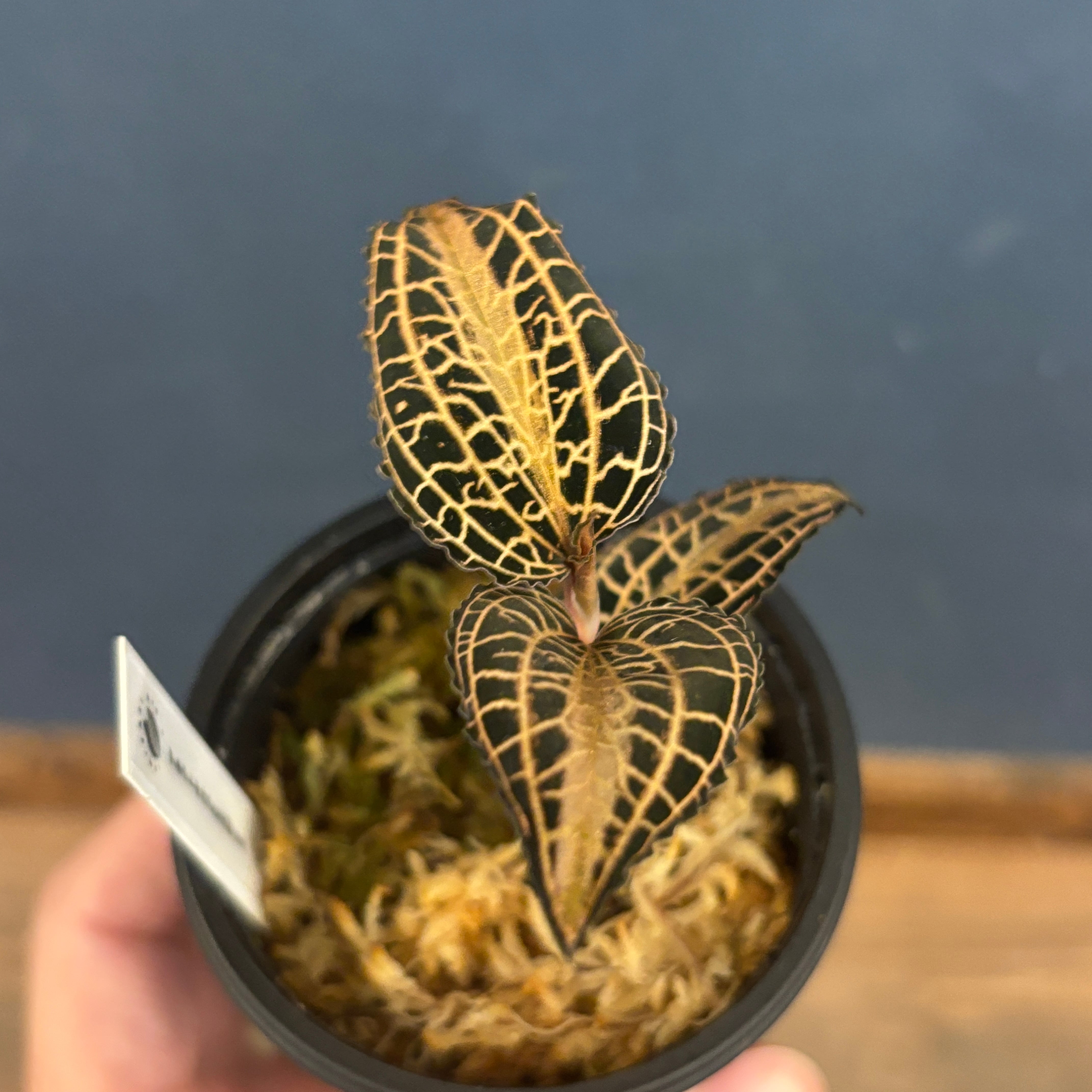 ジュエルオーキッド アネクトキルス sp 太脈type【56】 | PROTOLEAF