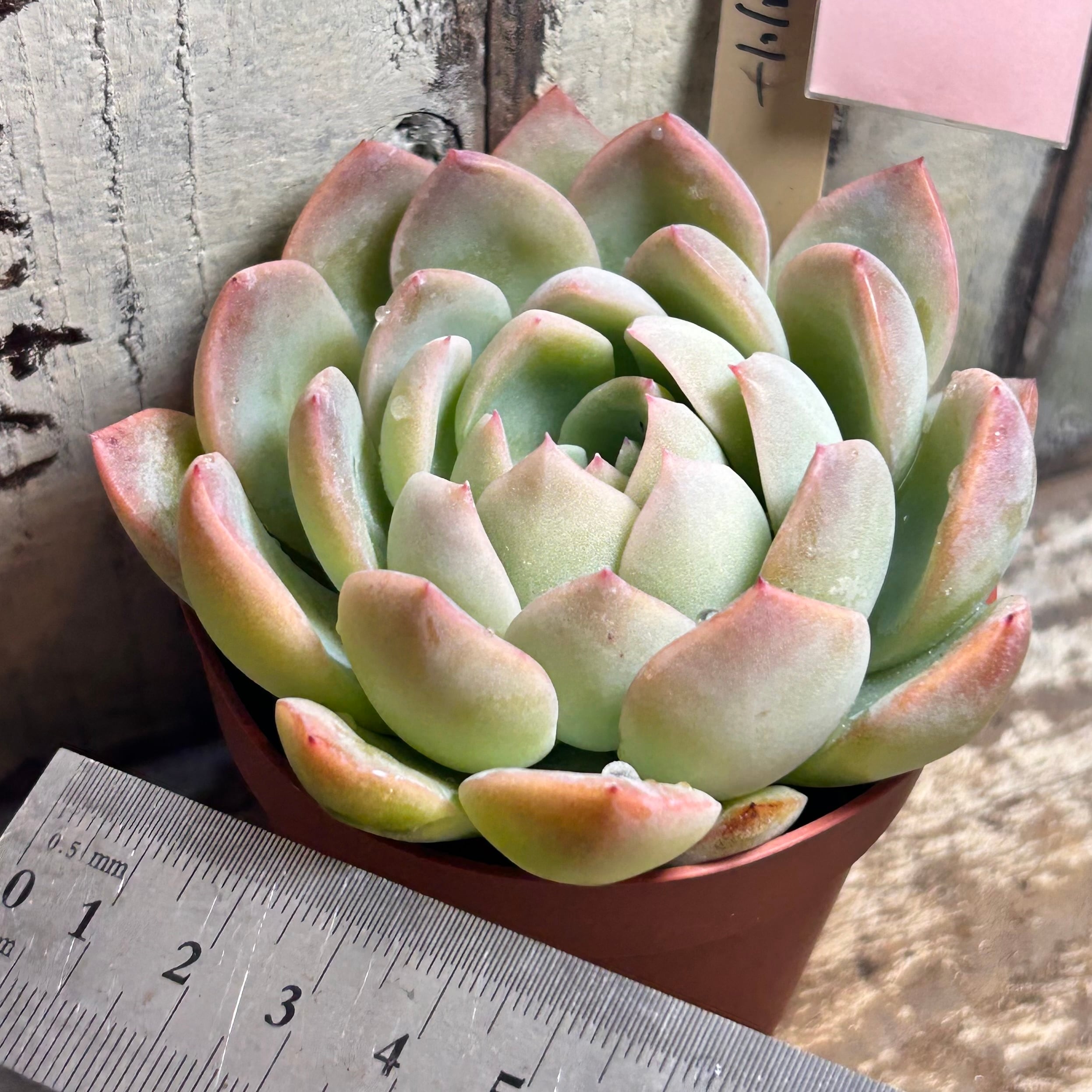 ウォーターリリー | RuPo 多肉植物専門店