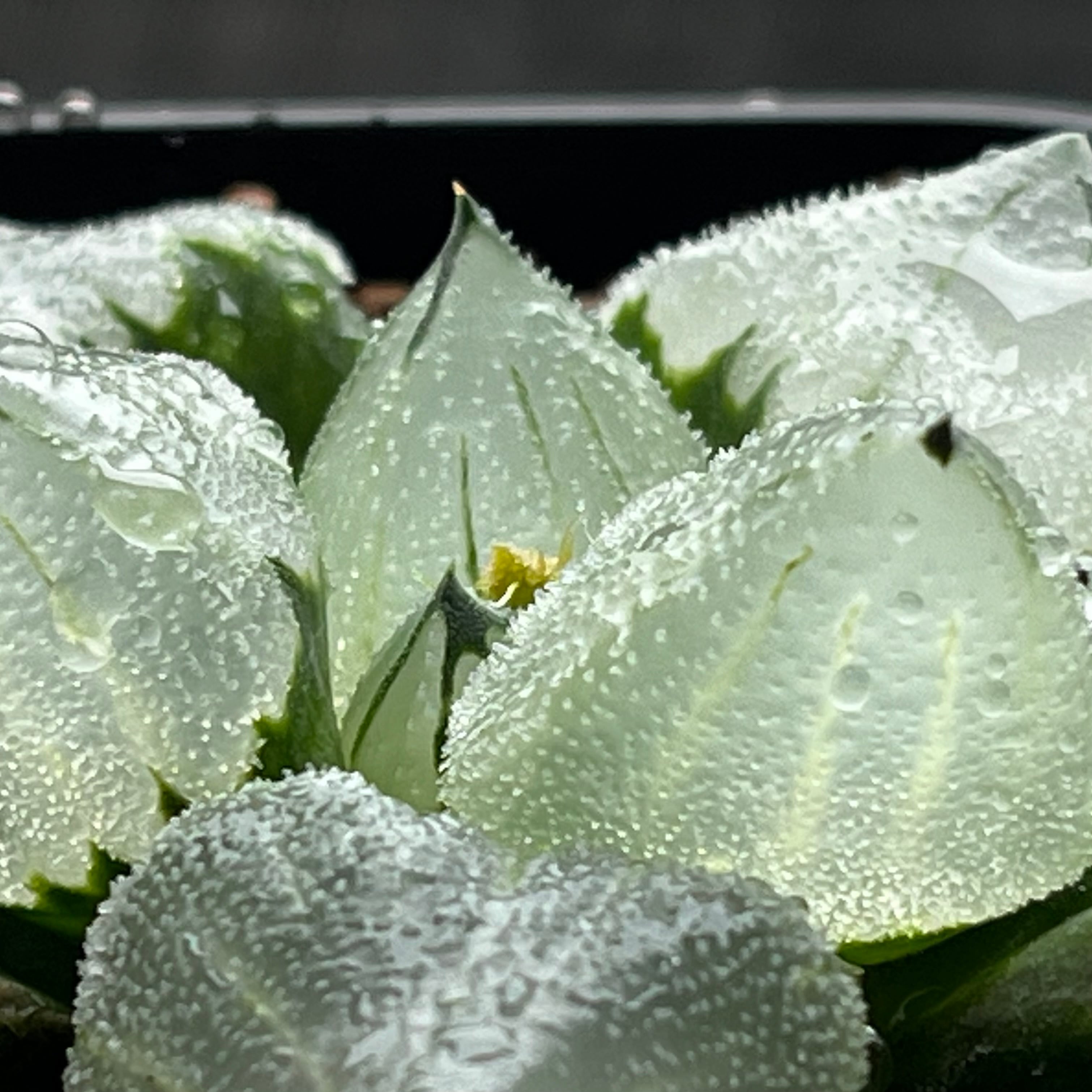 ハオルチア ピグマエアミュータント 特異株 | mocono_plants