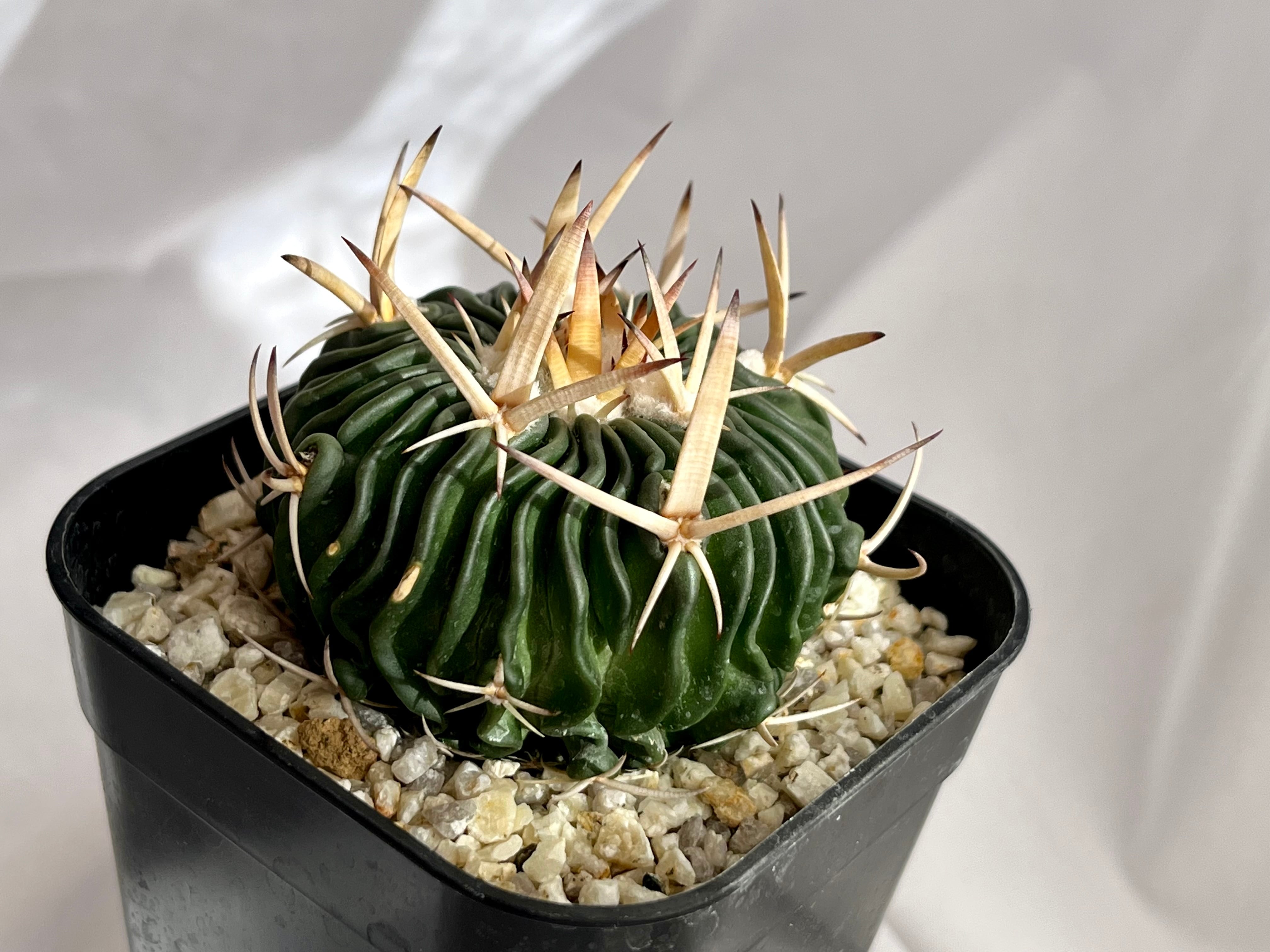 【現品】　多肉植物　花サボテン　イトコ Echinofossulocactus エキノフォスロカクタス 五刺玉 サボテン