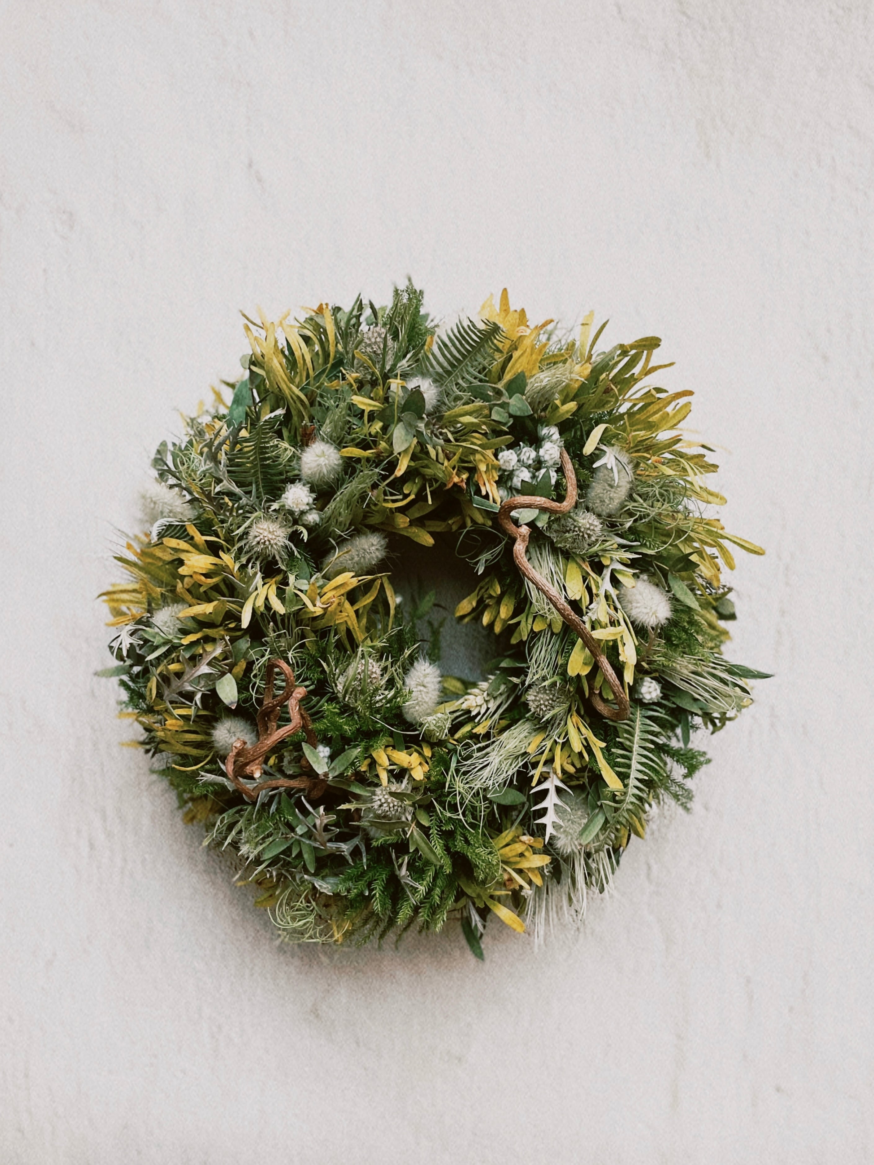 スモークツリー とリューカデンドロンのグリーンオーバルリース　クラスペディア グリーンスモークツリー入りドライフラワーリース(バスケット型