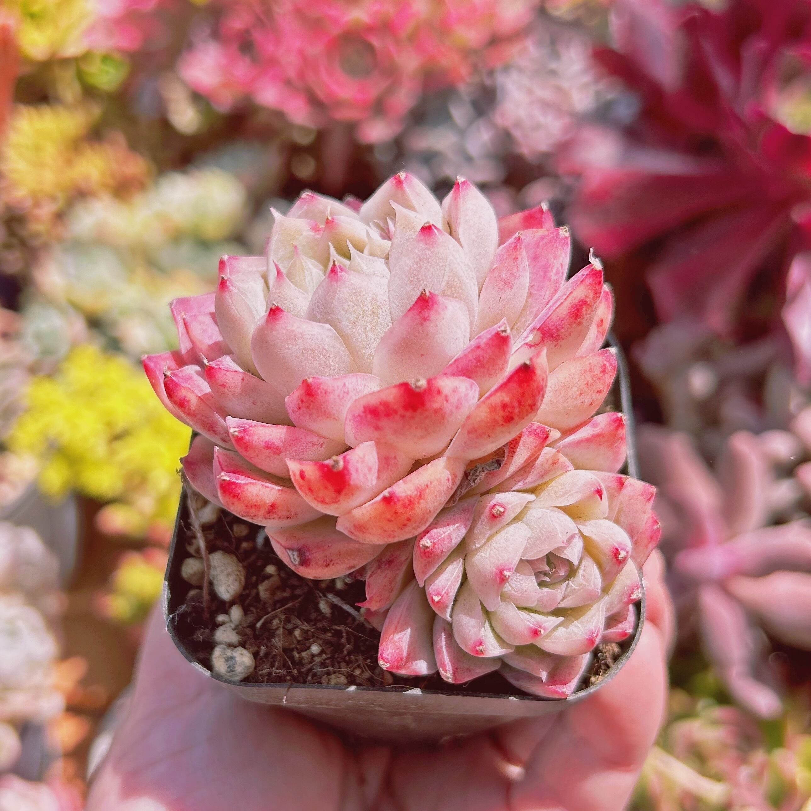 #914現物　多肉植物　桃薫