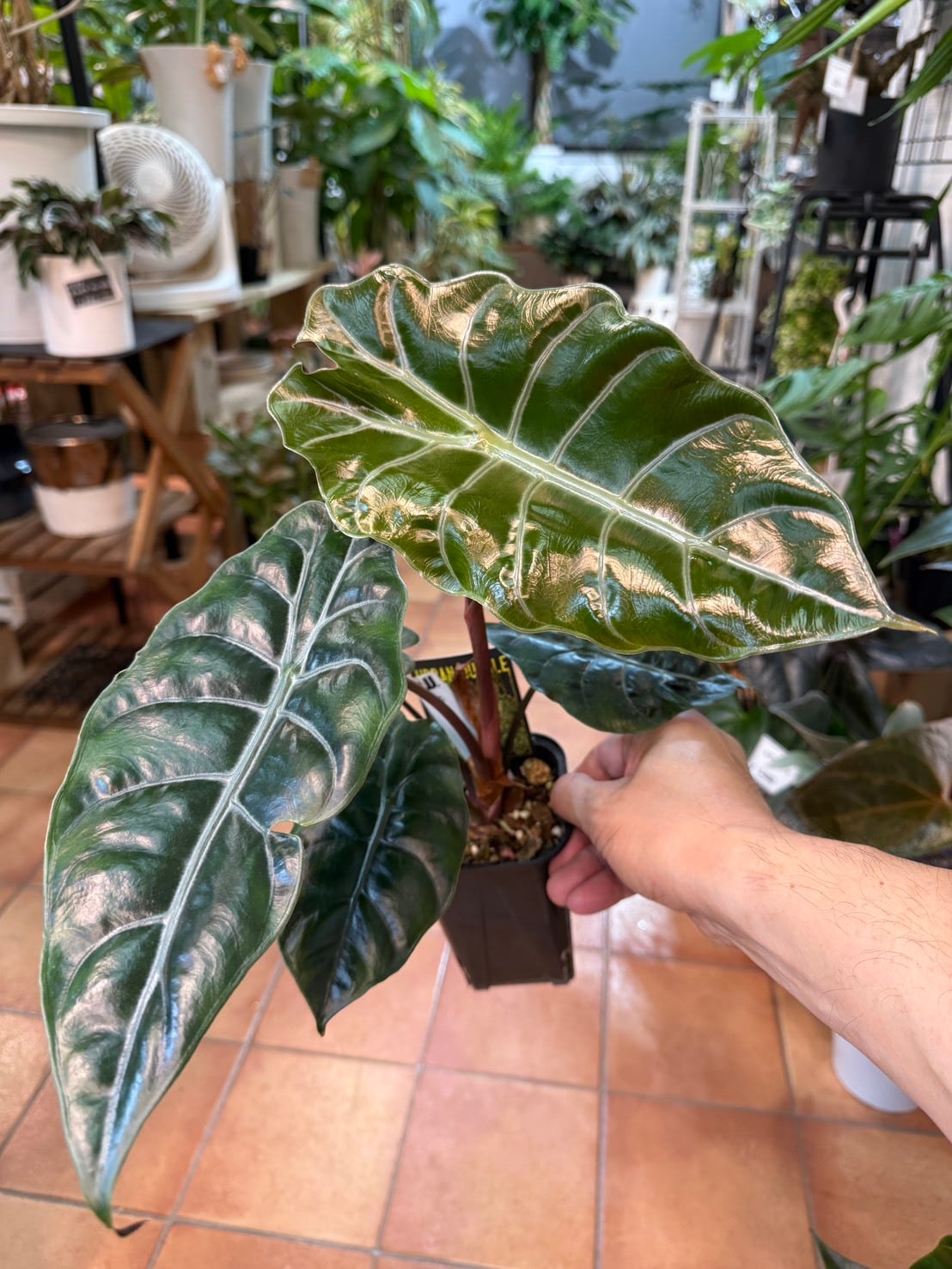 アロカシア・シャントリエリ 3.5号 | 観葉植物と雑貨のお店 VIVAGREEN