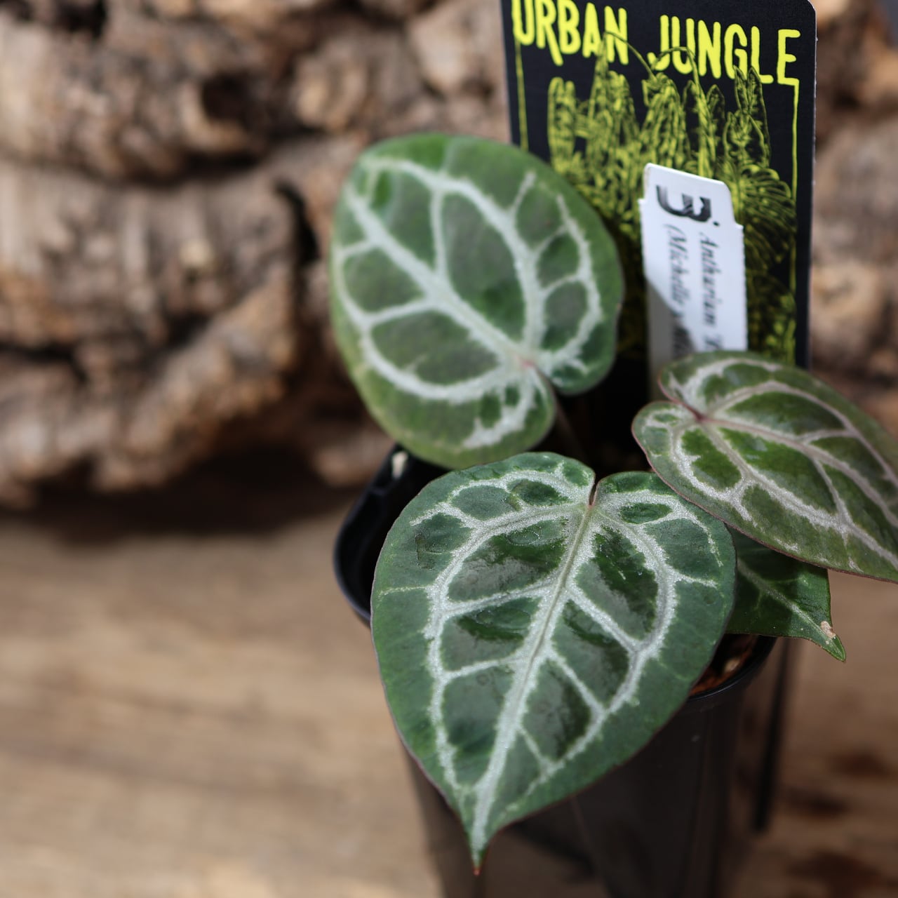 836『urban jungle Anthurium 'Red Crystallinum UJ' (Michelle