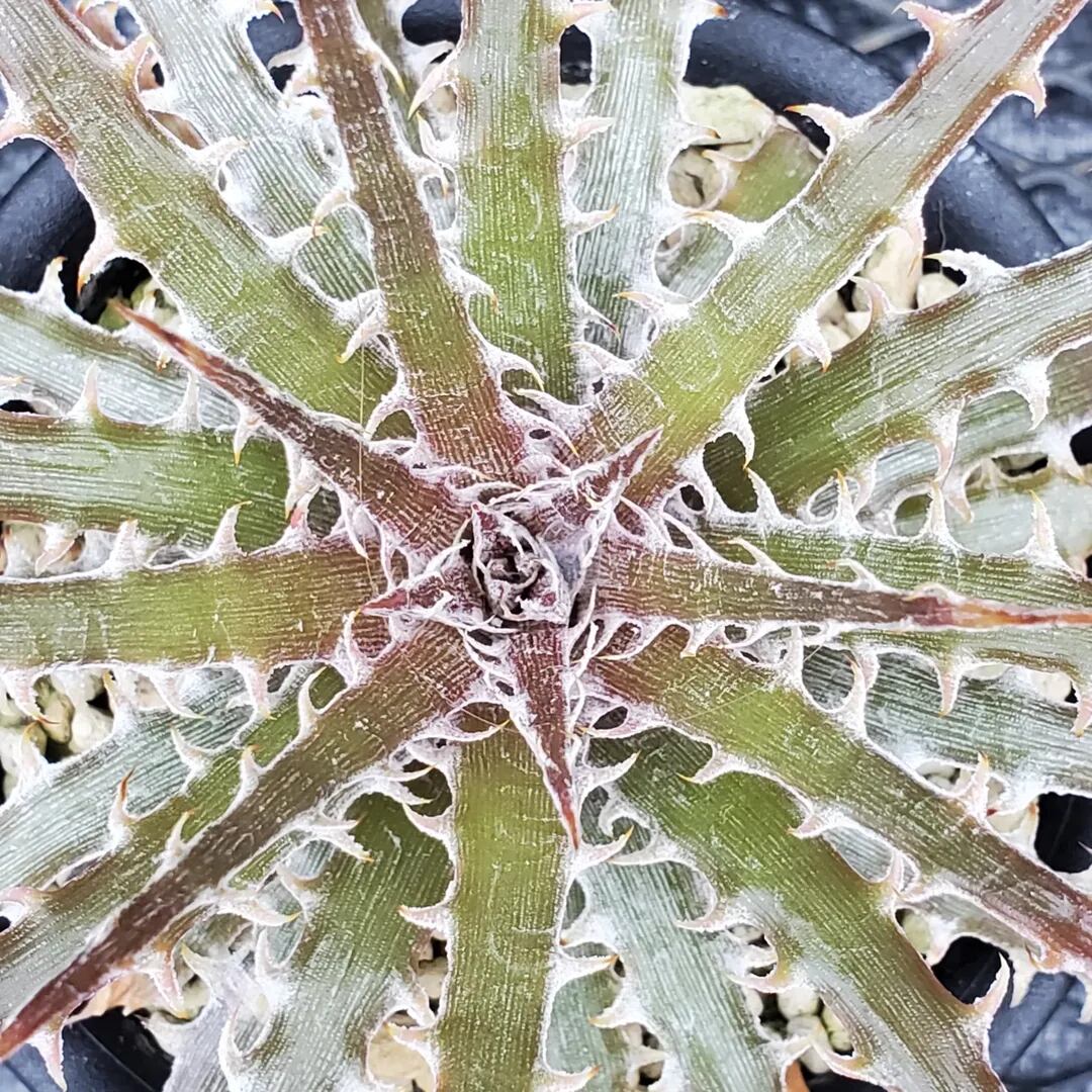 脇芽付き 原種 ディッキア Dyckia sp Piu-Piu ⑴ F00326_Dyckia sp. (leme2778)：ディッキア・sp.（子株） | レア