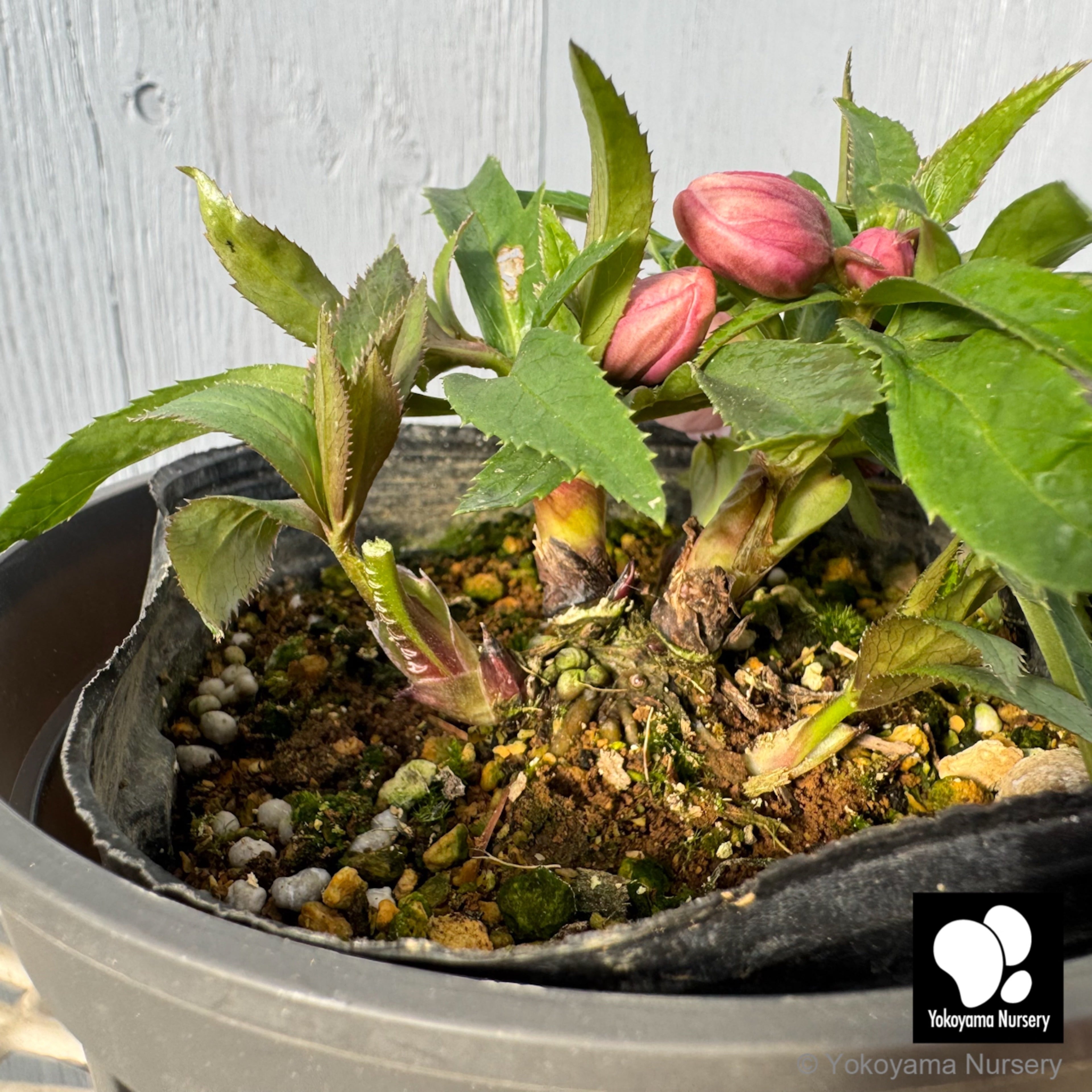 抽選販売】［16］ クリスマスローズ プチドール ライトピンク 4.5号