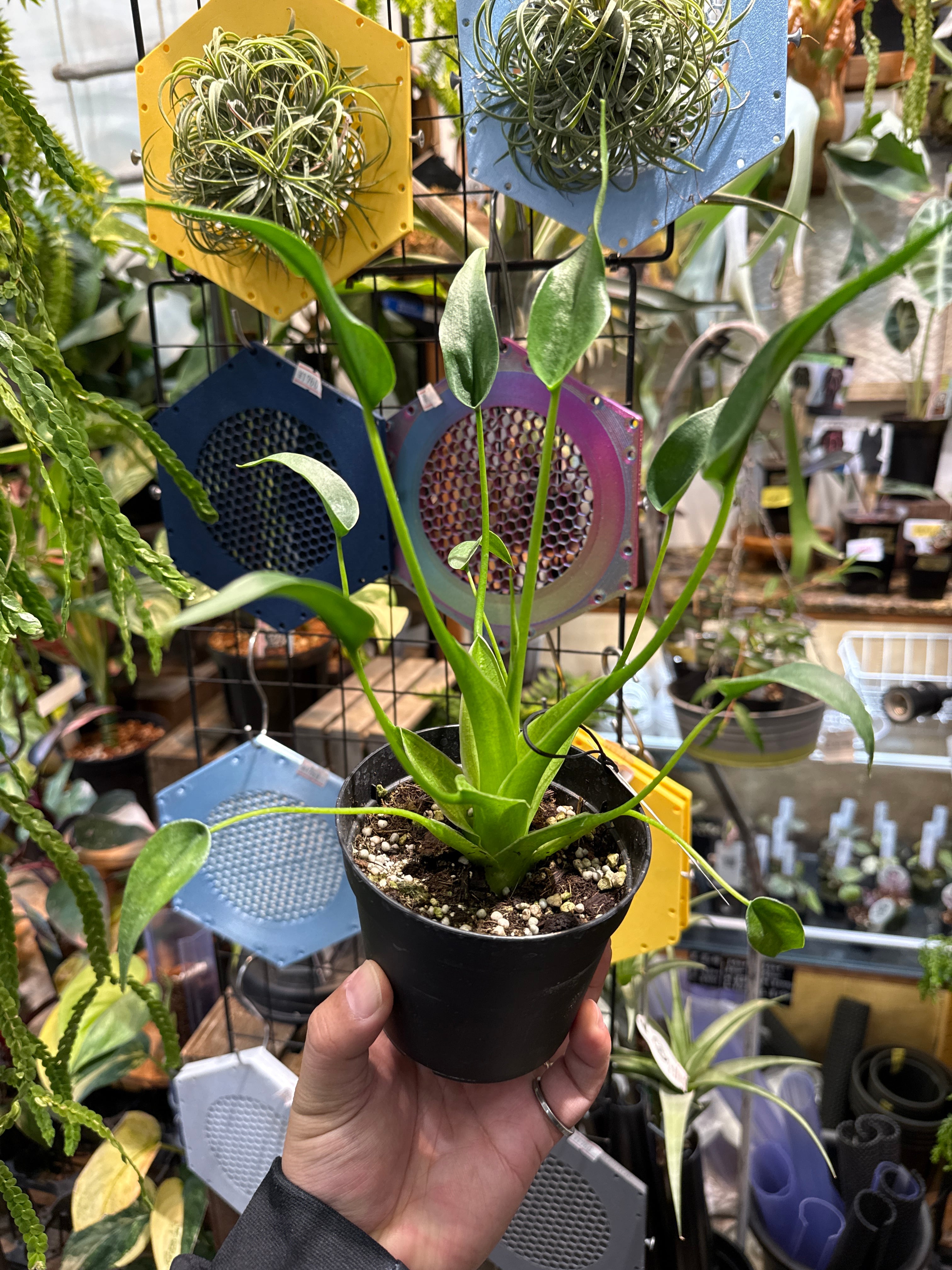 アロカシア タイニーダンサー | Gardenえん 【観葉熱帯植物】