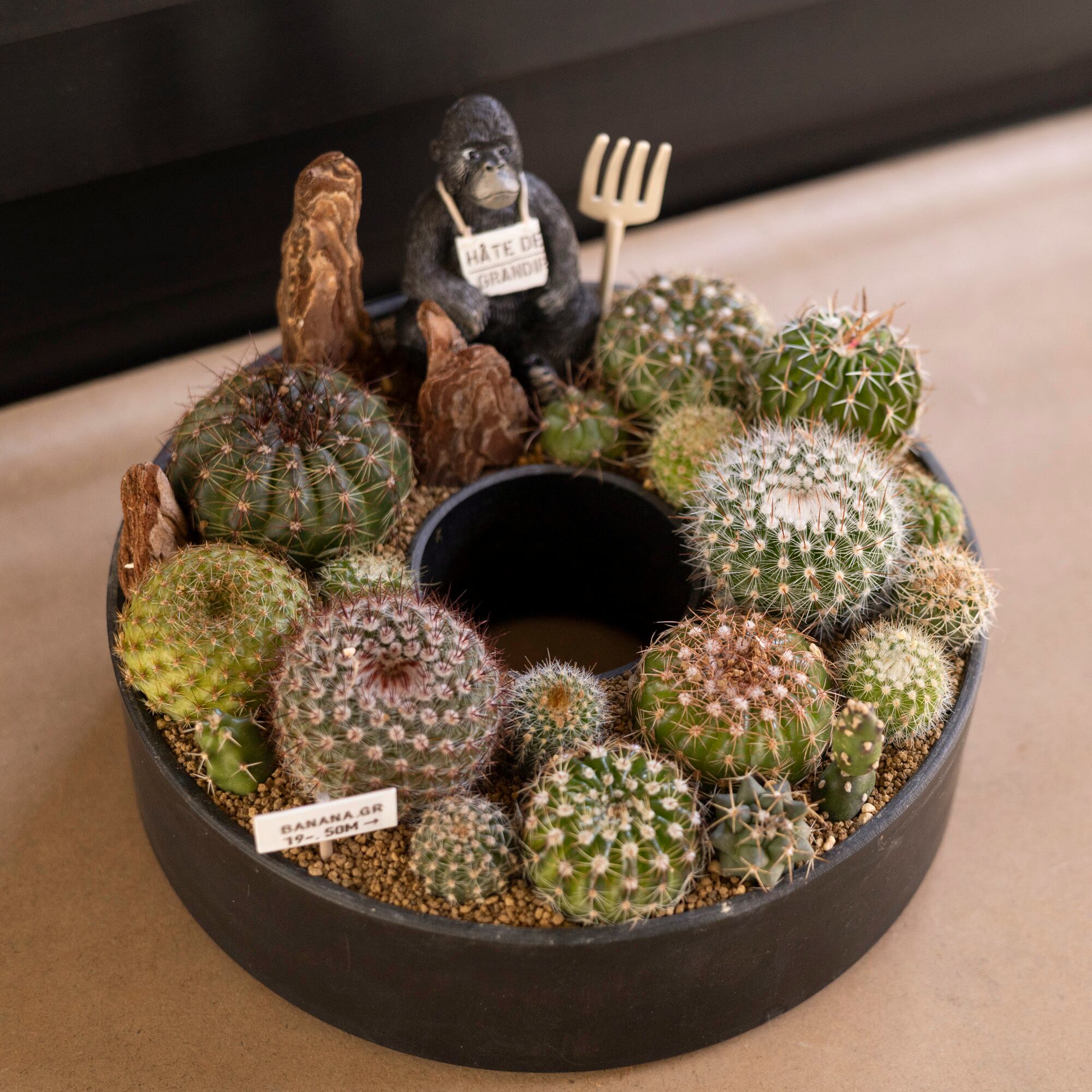 サボテン リース 寄せ植え 箱庭 多肉植物 ミニ 観葉植物 プレゼント