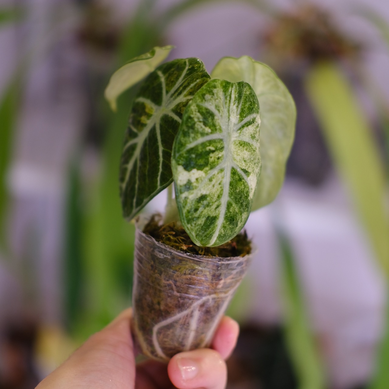 Alocasia Ninja Tricolor│アロカシア ニンジャ 斑入③│観葉植物