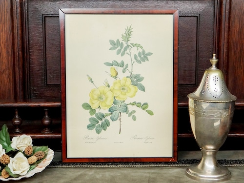 【Vintage】ピエール＝ジョゼフ・ルドゥーテ 植物画 バラ Rosa Eglanteria/f081A