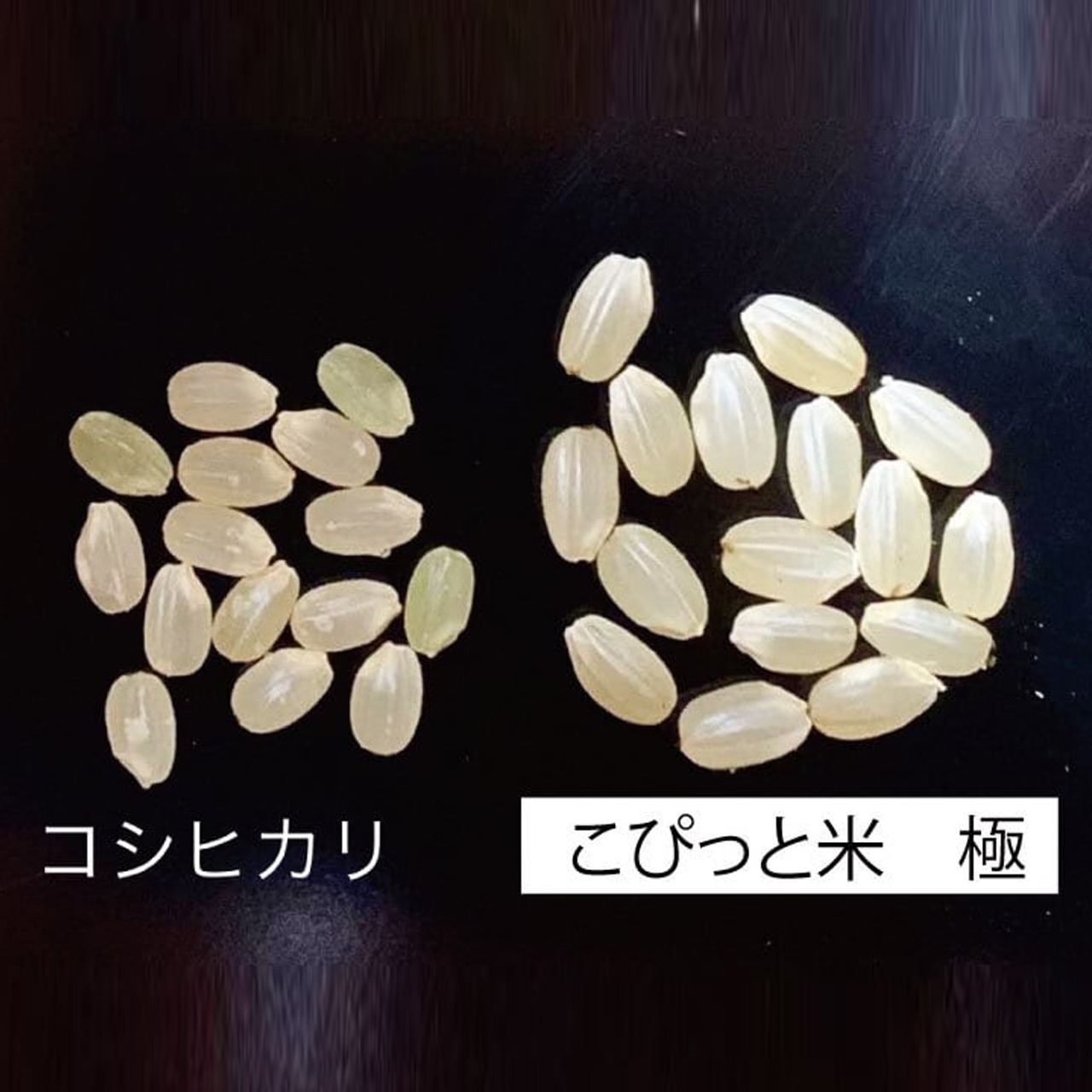 【令和7年産・新米】きわだつ大粒！【極】白米・4kg　特別栽培米　こぴっと米