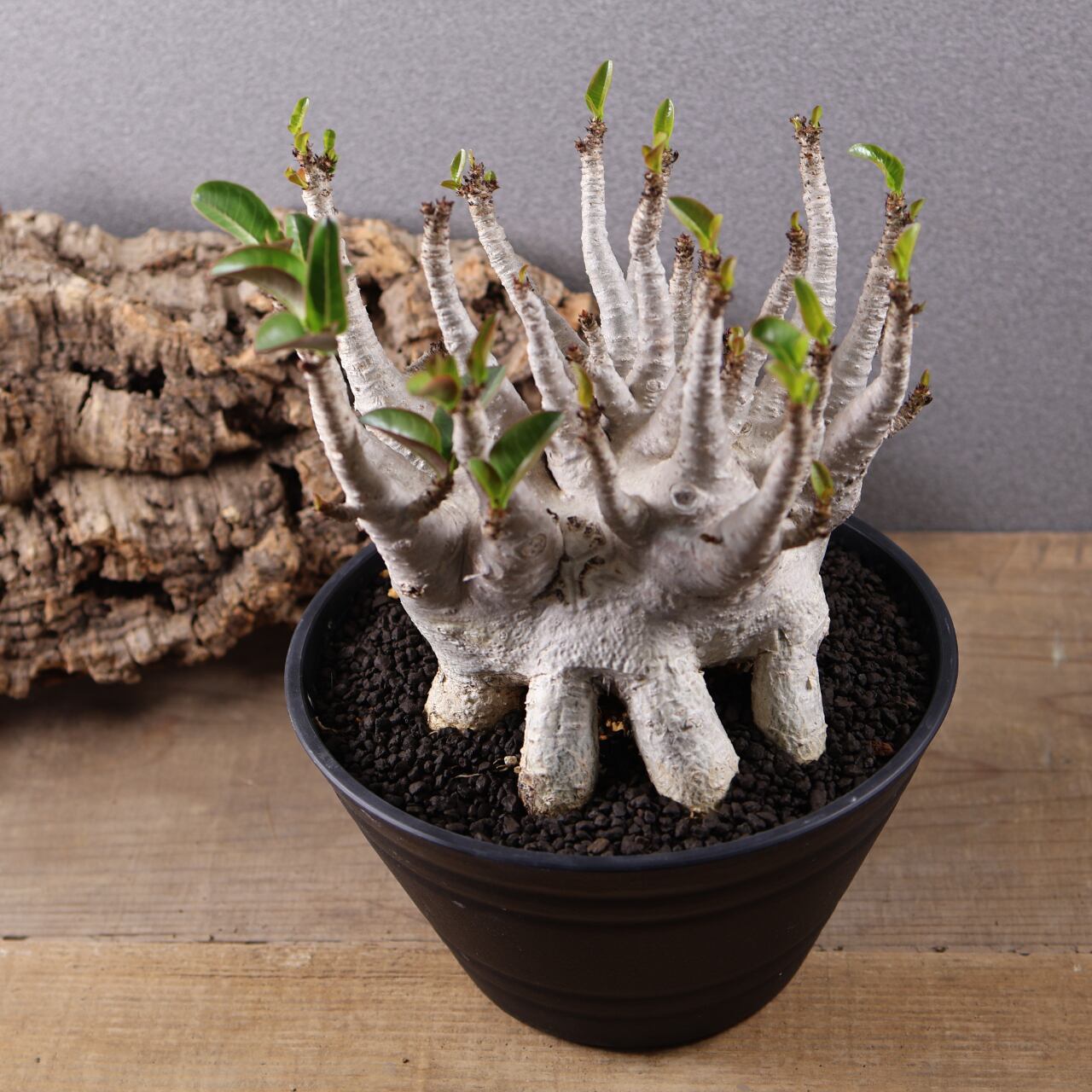 655『特大アデニウム アラビカム』観葉植物【送料無料】 | MARX PLANTS