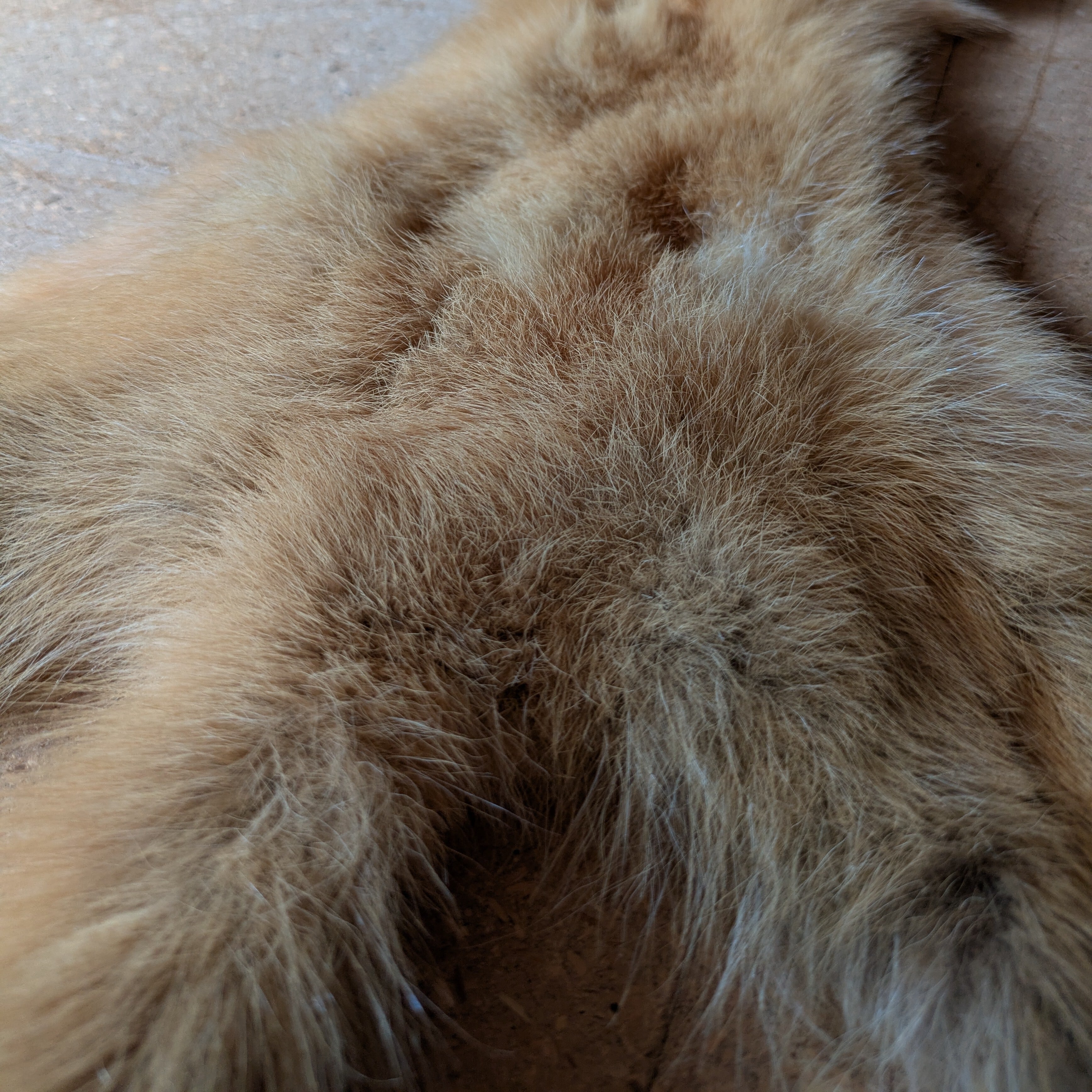 テン 原皮① | 若松毛皮