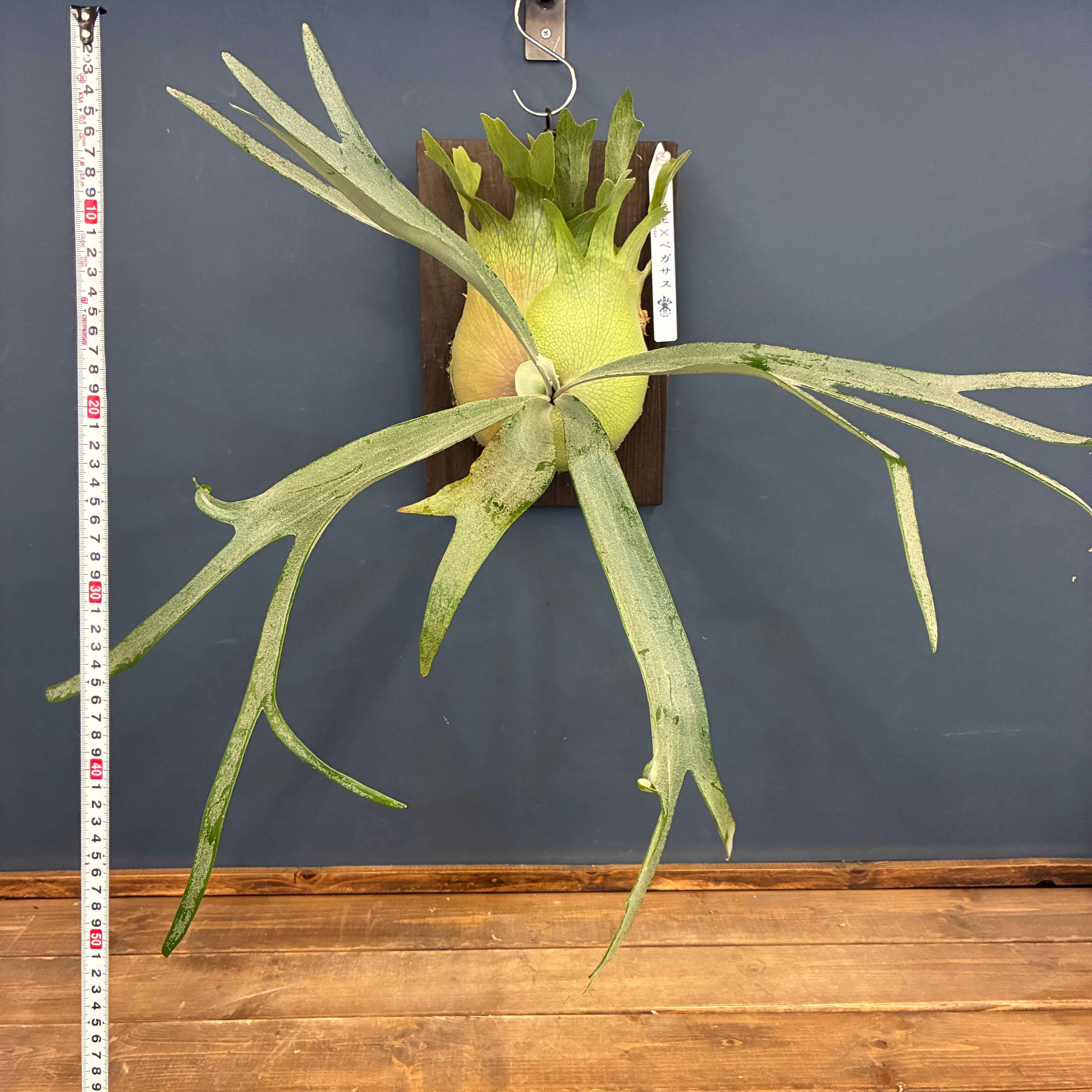観葉植物 ビカクシダ ペガサス（P.pegasus）