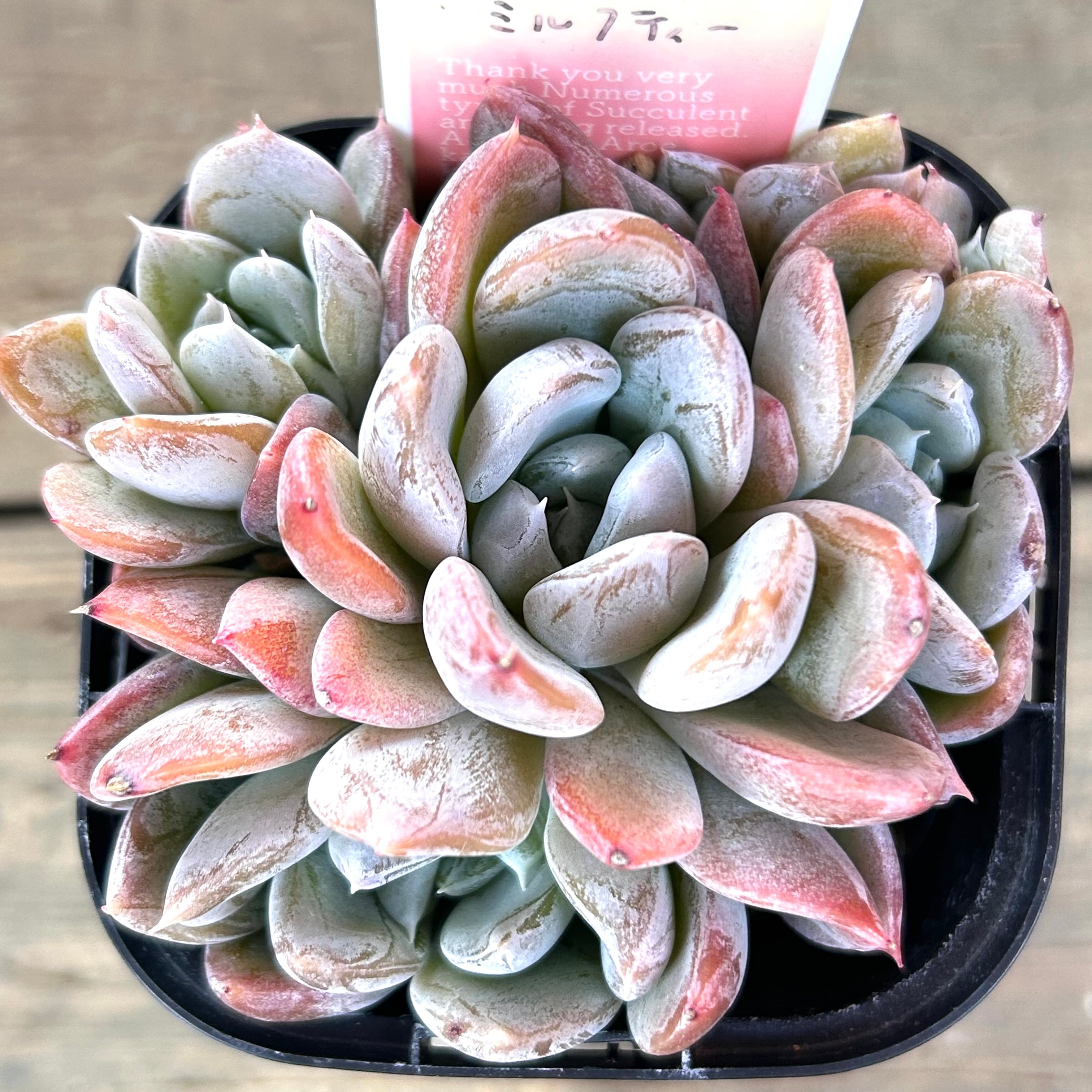 Top【選抜株】多肉植物　21915 ミルクティー20個　鉢無し/脱土 ミルクティー | RuPo 多肉植物専門店