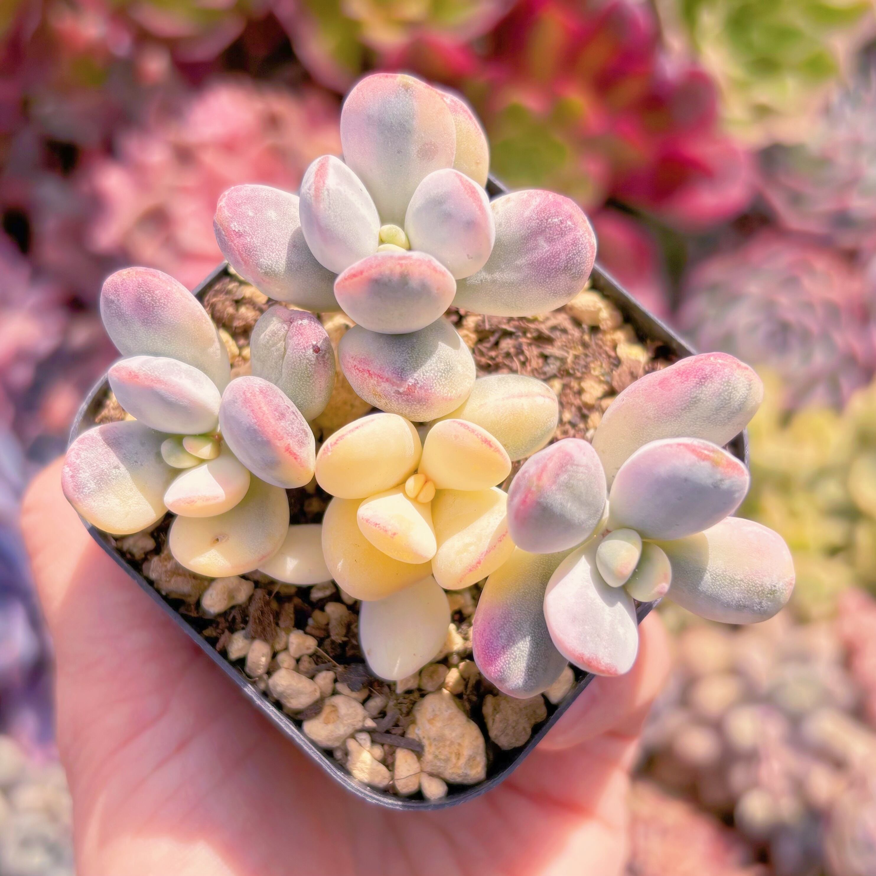 現品　達磨福娘錦#238　るる農園