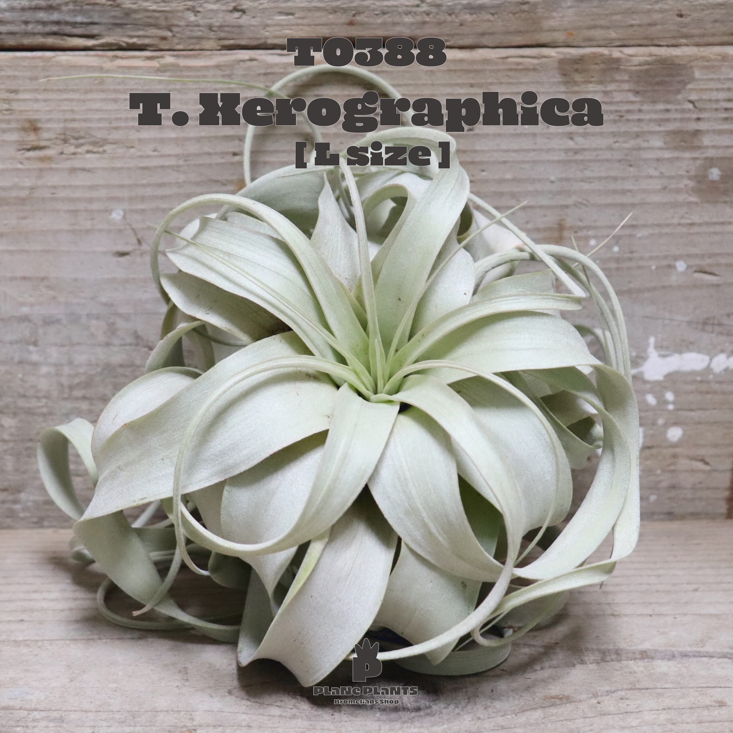 【送料無料】キセログラフィカL〔エアプランツ〕現品発送T0388