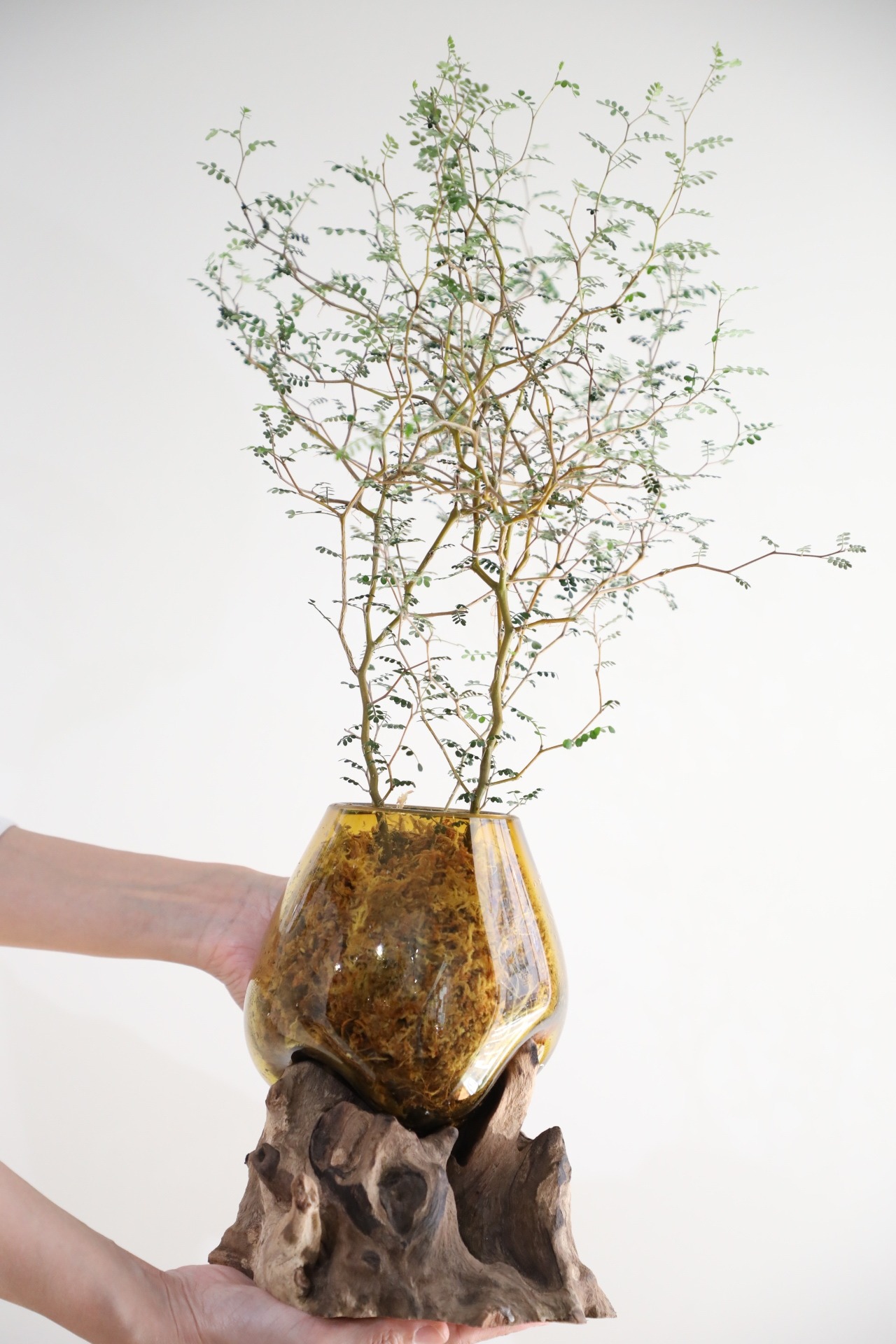 【M】ソフォラ リトルベイビー/Sophora prostrata Little Baby　※【土不使用】古木グラスベース付き