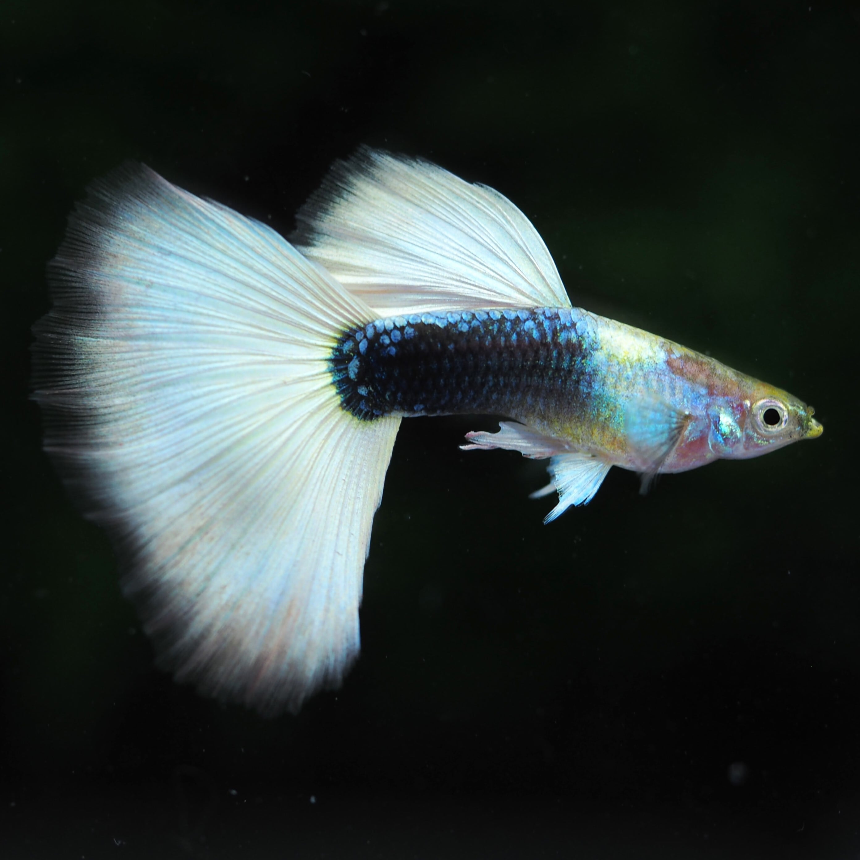 「所沢熱帯魚」 若魚 ドイツイエロータキシード（♂１、リボン♂１、リボン♀２） 計４匹 現物種親ドイツイエロータキシードリボン　１カルテット | 伊豆グッピーファーム