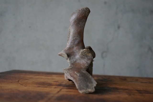 古代シカ脊椎骨　Deer Vertebra 1106